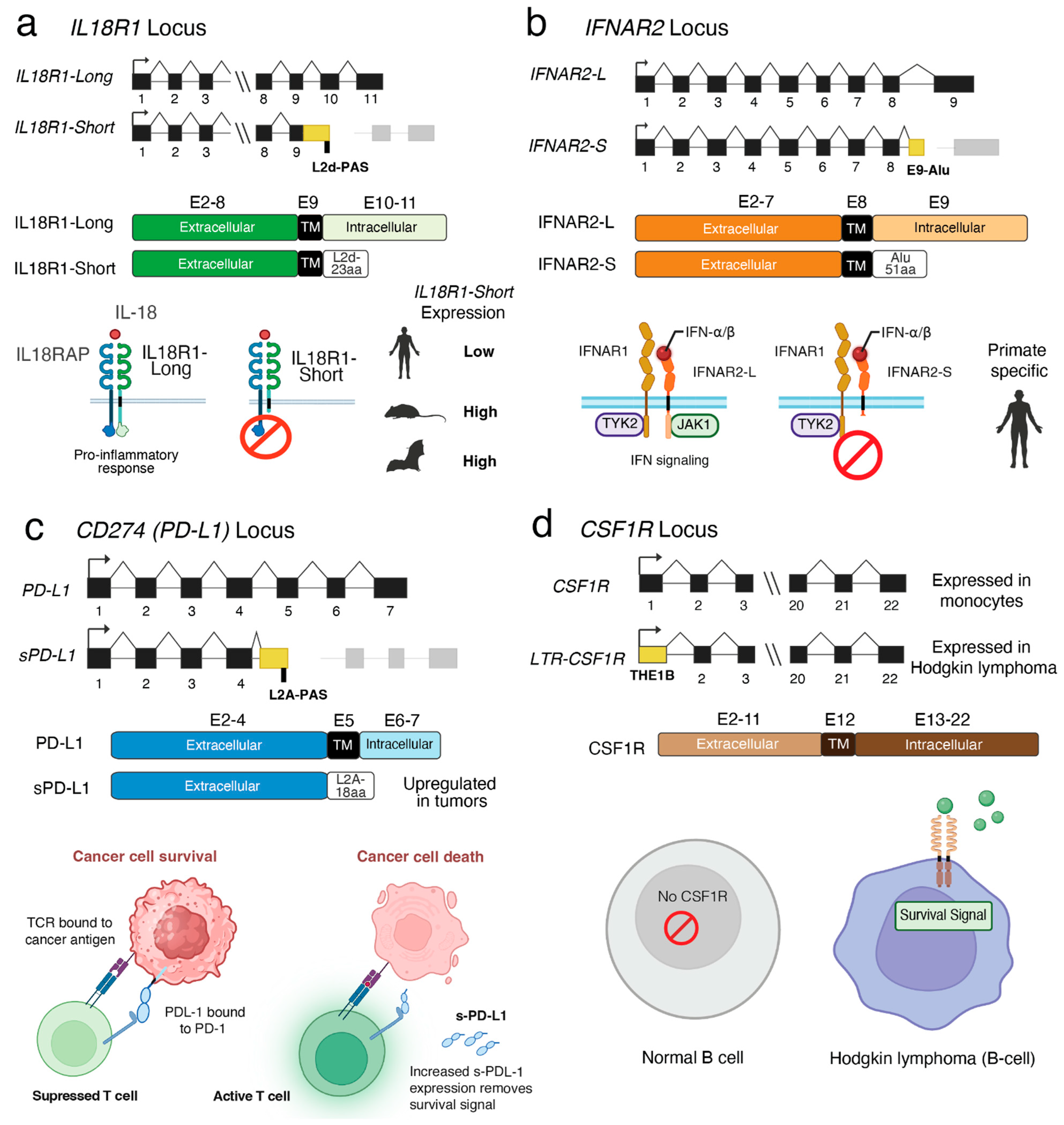 The Transposon Toolkit for Immune Isoform Diversity in Evolution and ...