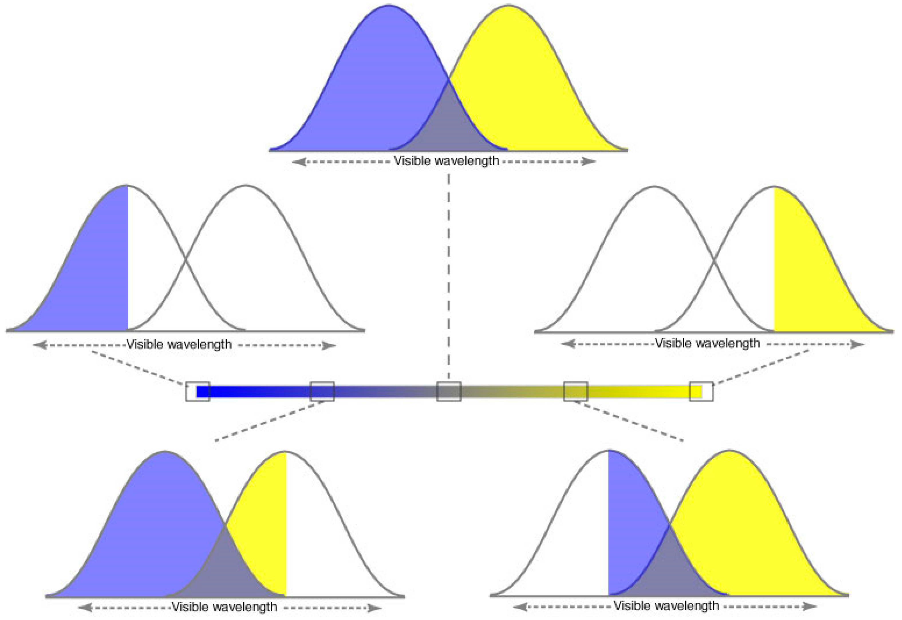 Vision 01 00009 g003