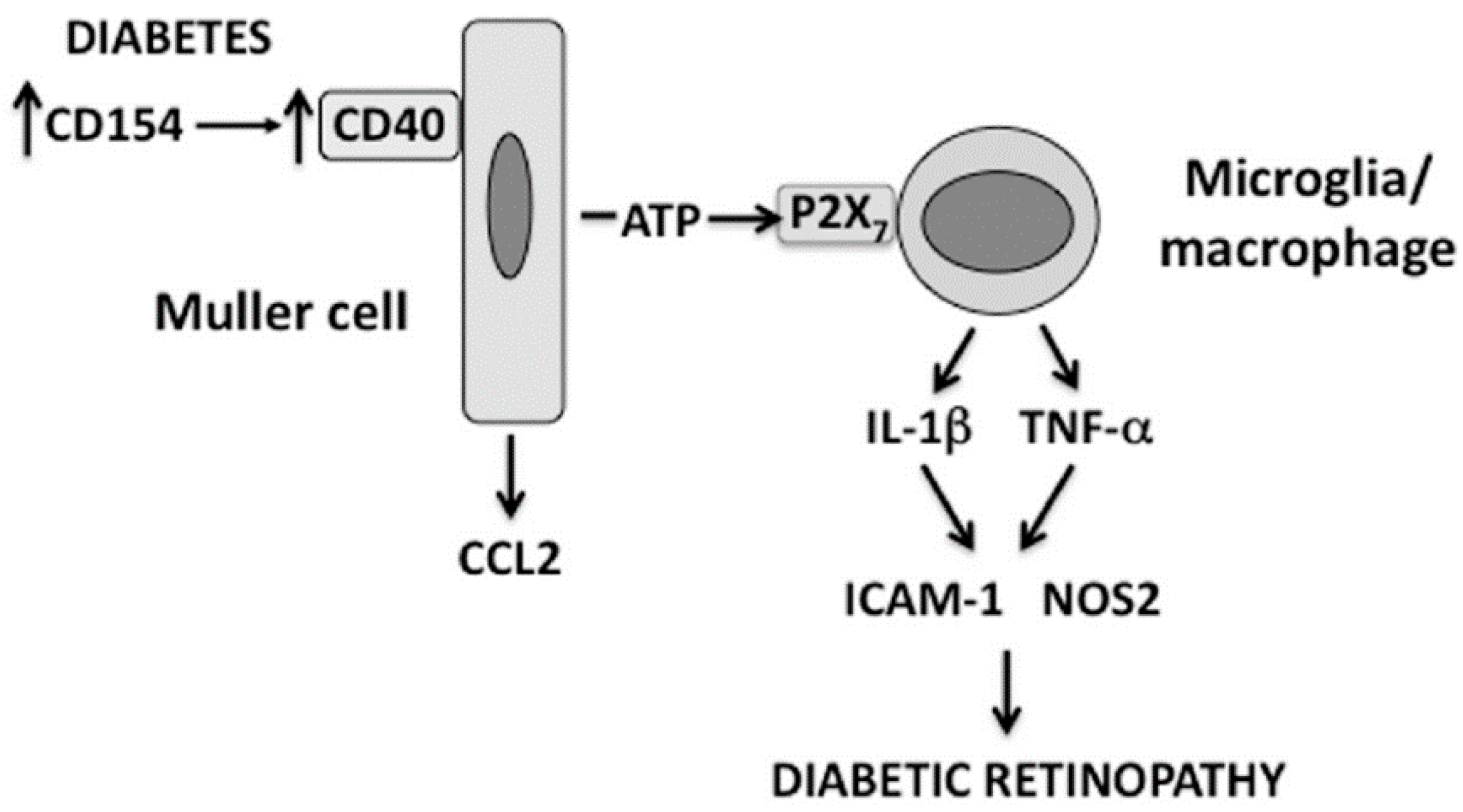 Vision 01 00020 g001 Vision 01 00020 g001