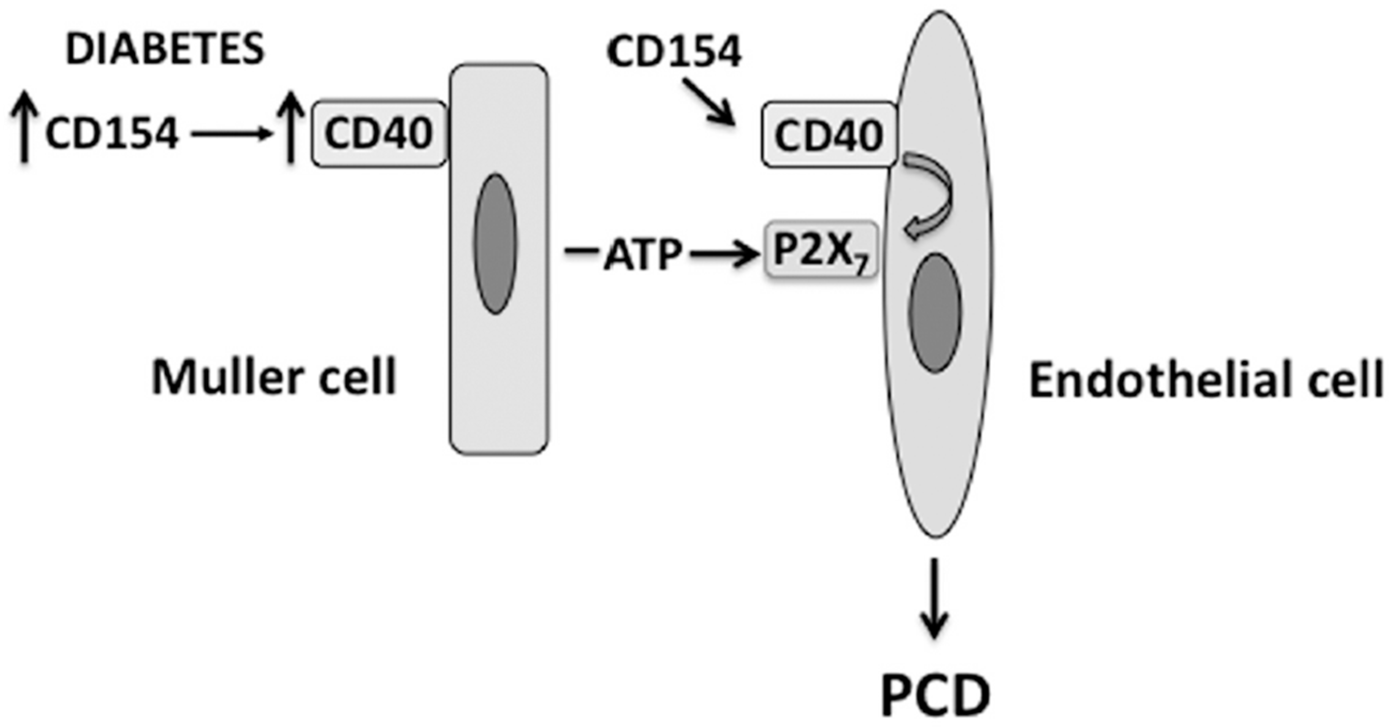 Vision 01 00020 g002 Vision 01 00020 g002
