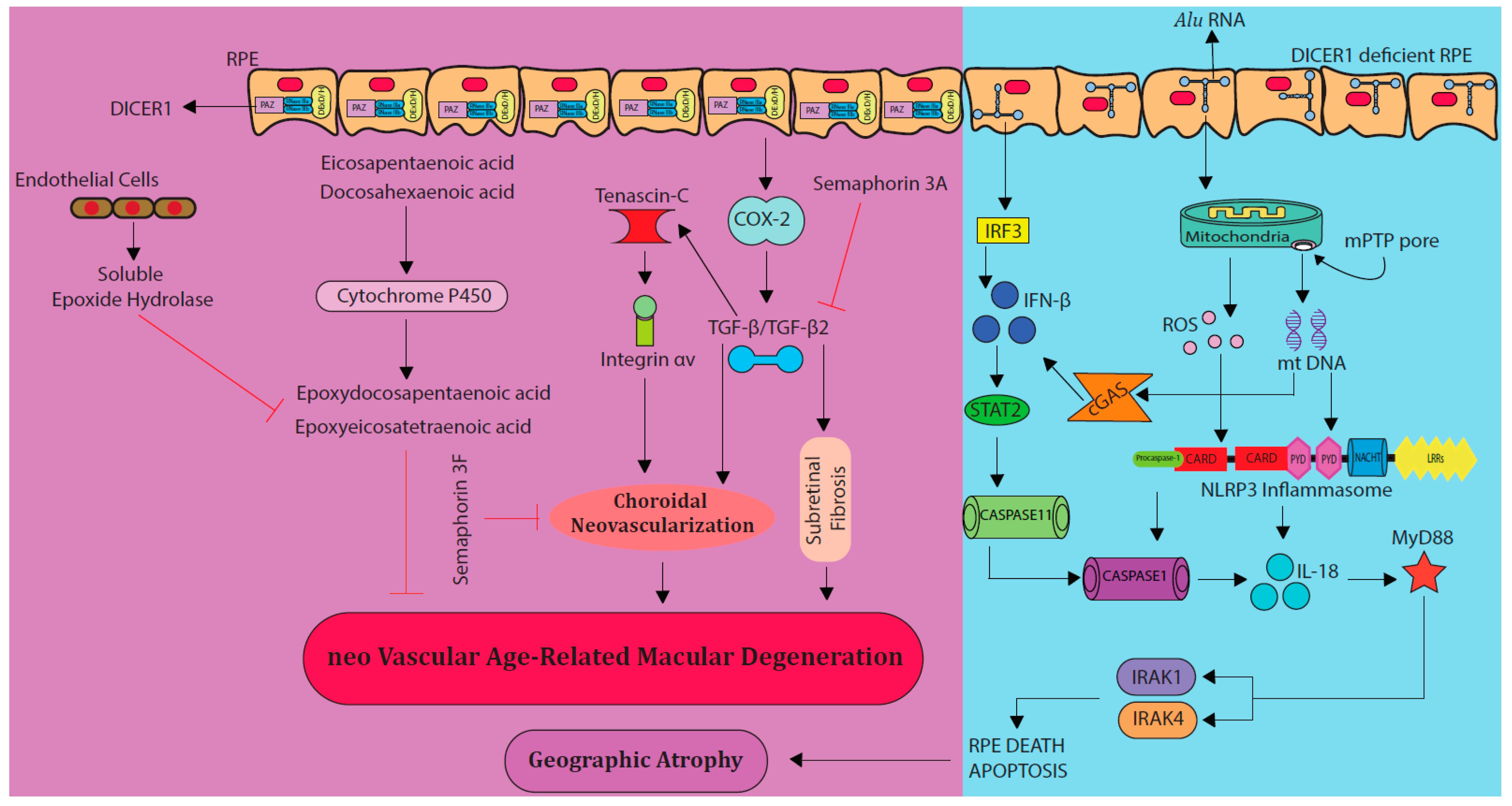 Vision 02 00031 g001