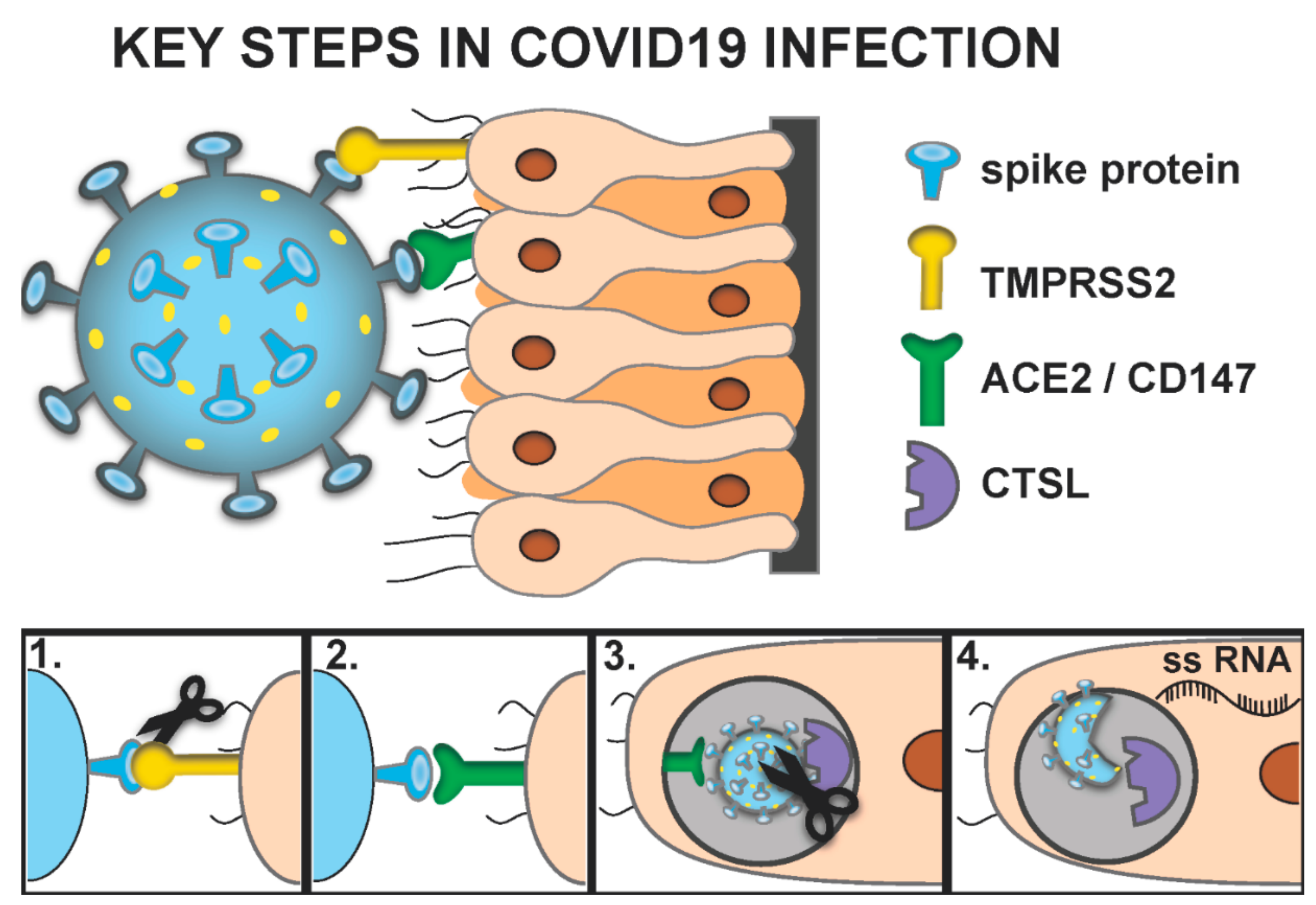 Vision 04 00040 g001 Vision 04 00040 g001