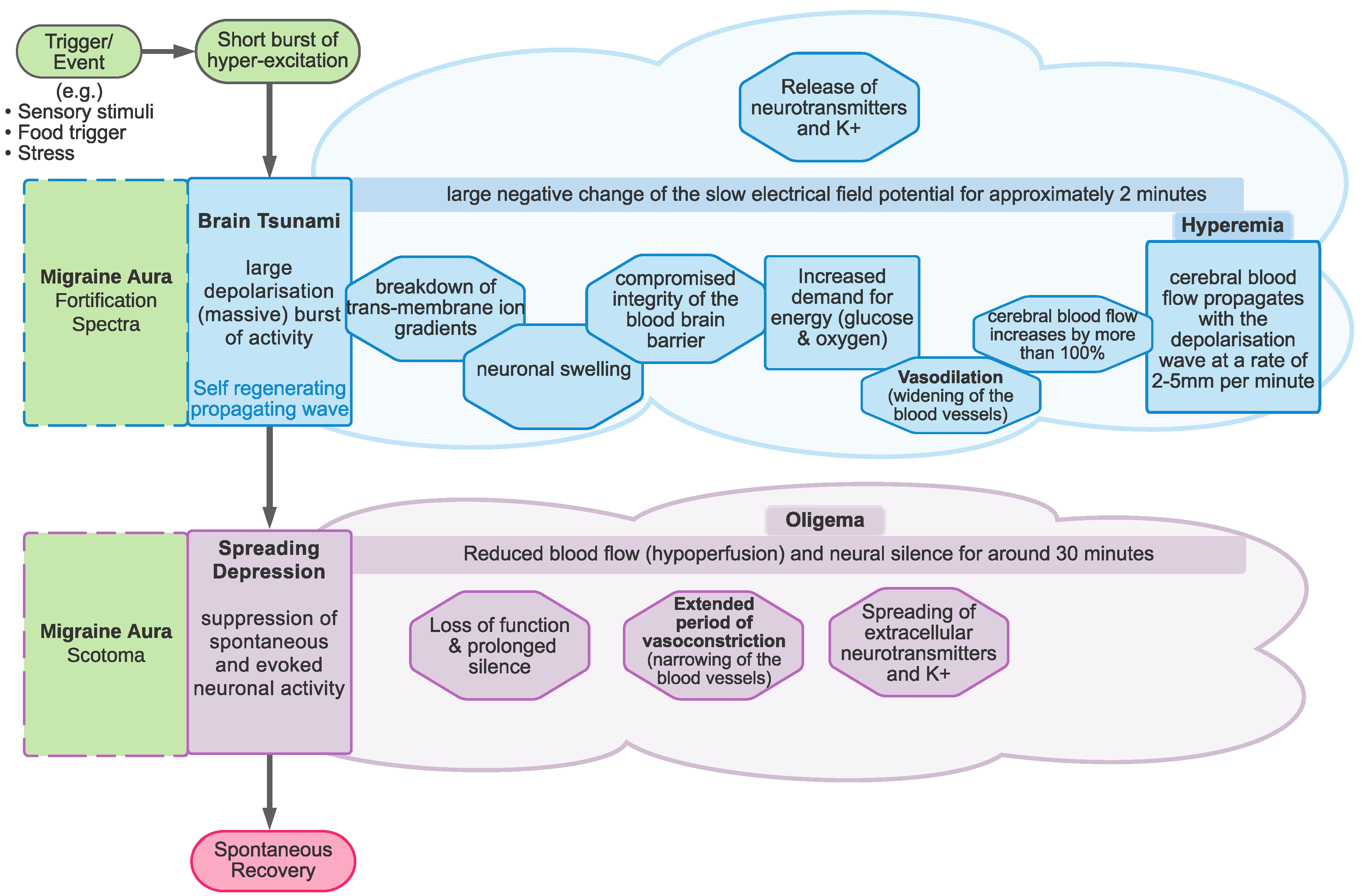 Vision 05 00030 g003 Vision 05 00030 g003