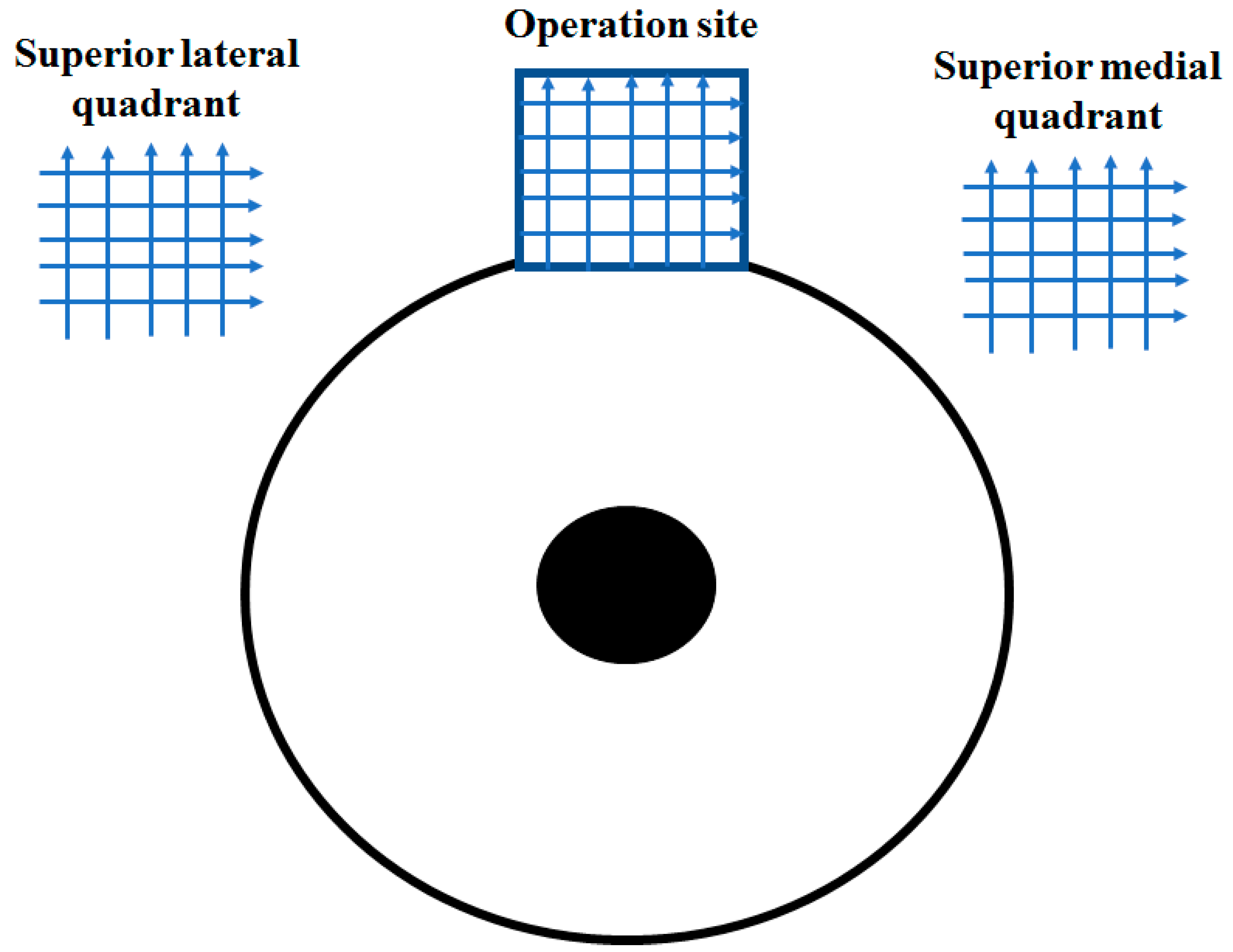 Vision 06 00004 g002