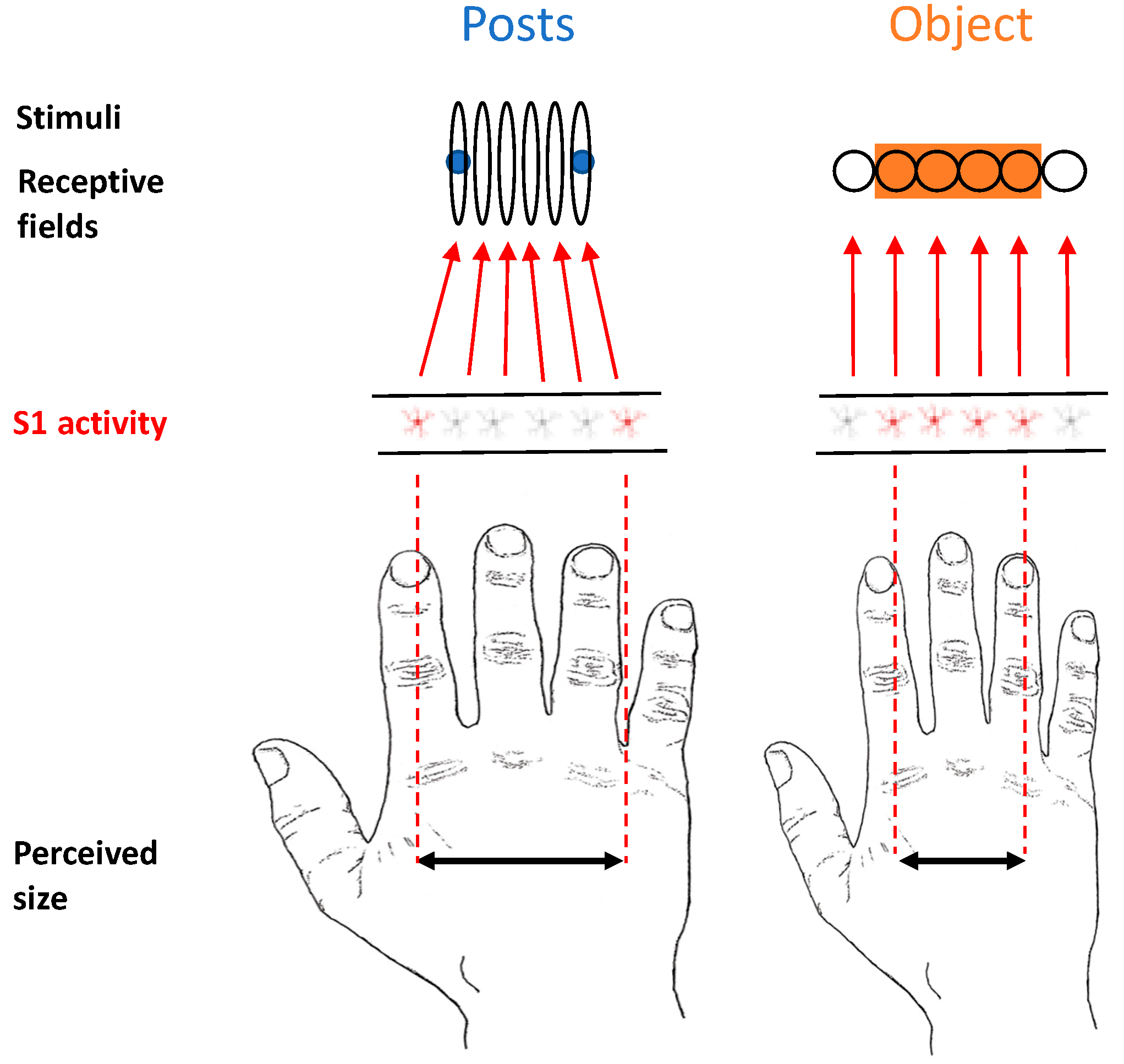 Vision 06 00040 g007