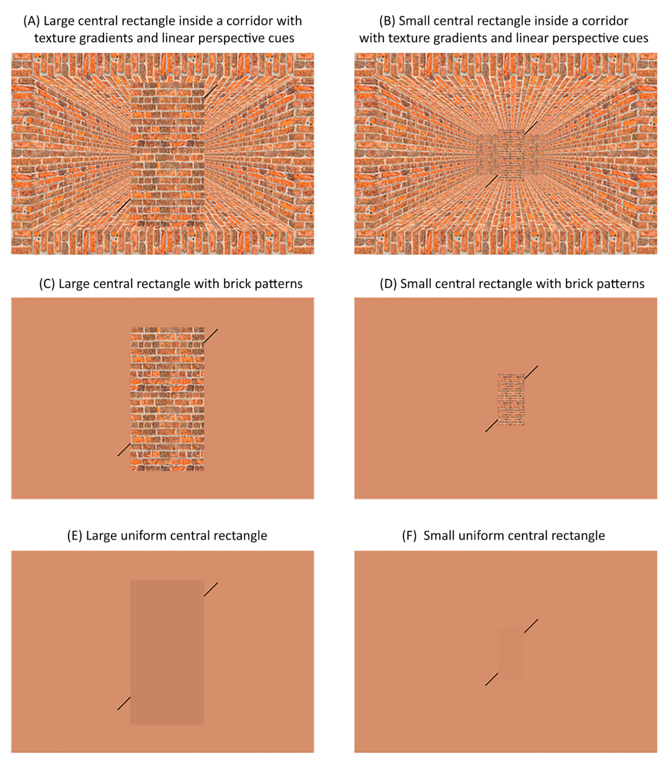 Vision 06 00044 g002