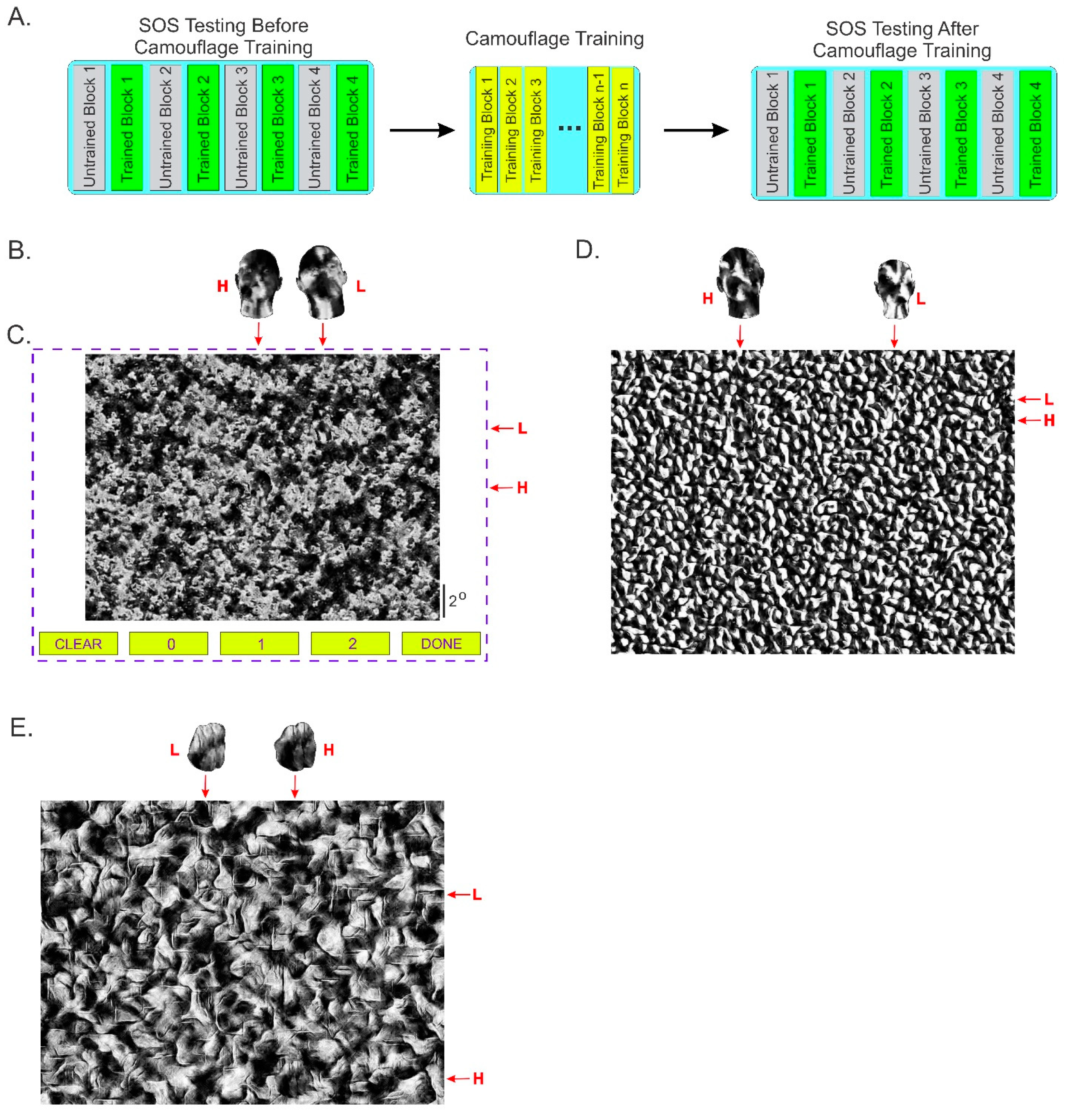 Vision 06 00049 g001
