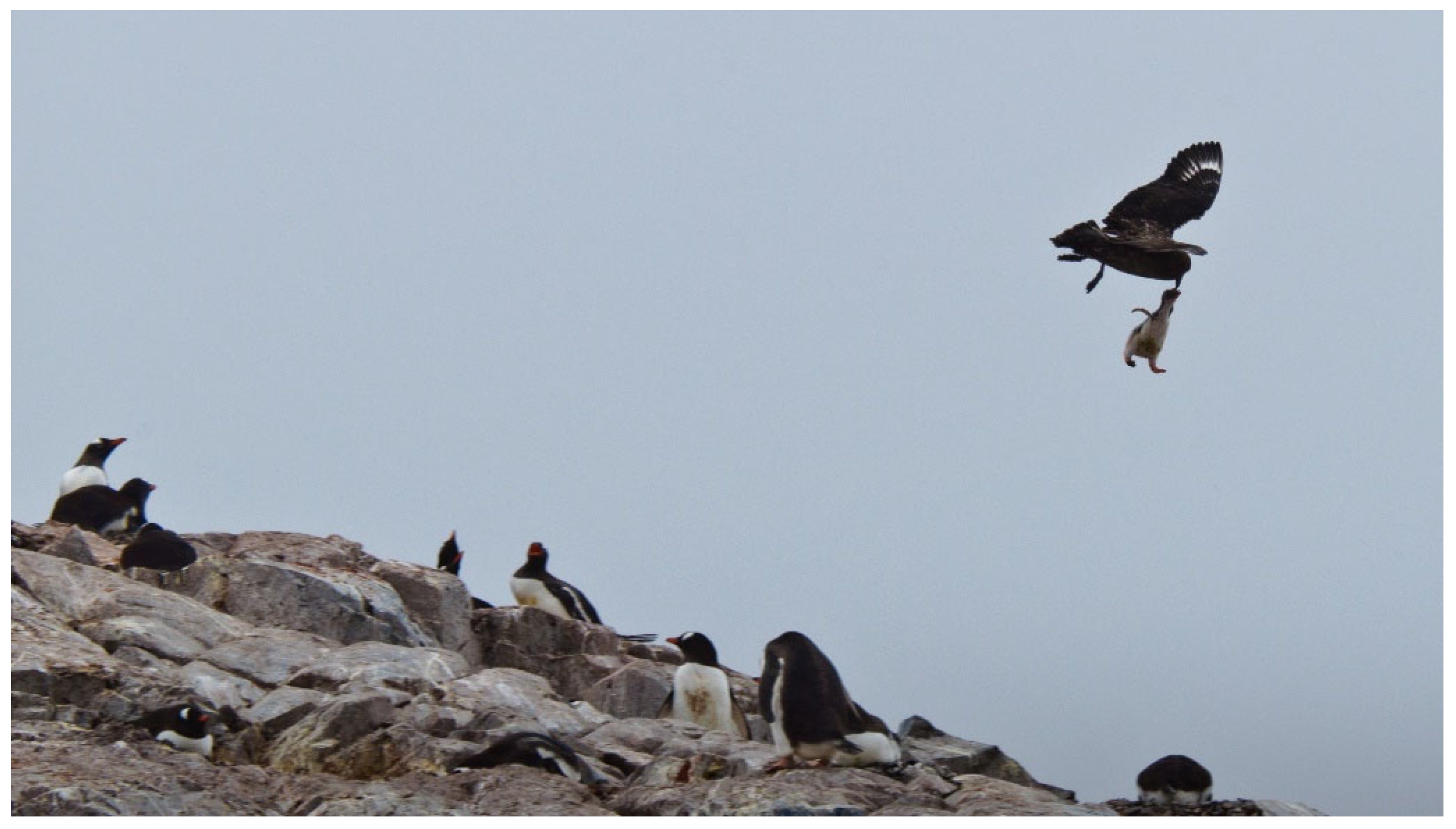 Vision 07 00006 g001