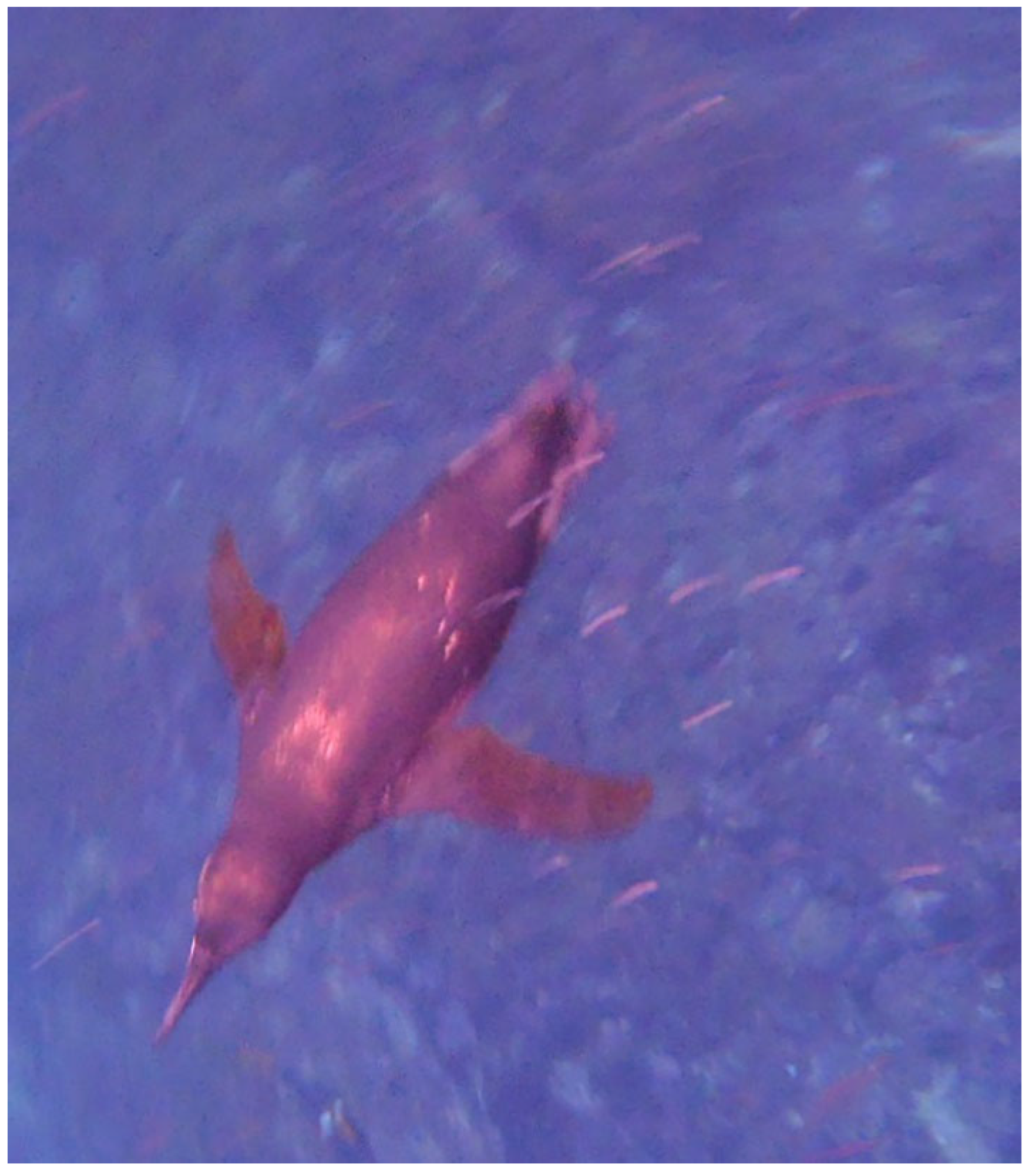 Vision 07 00006 g002