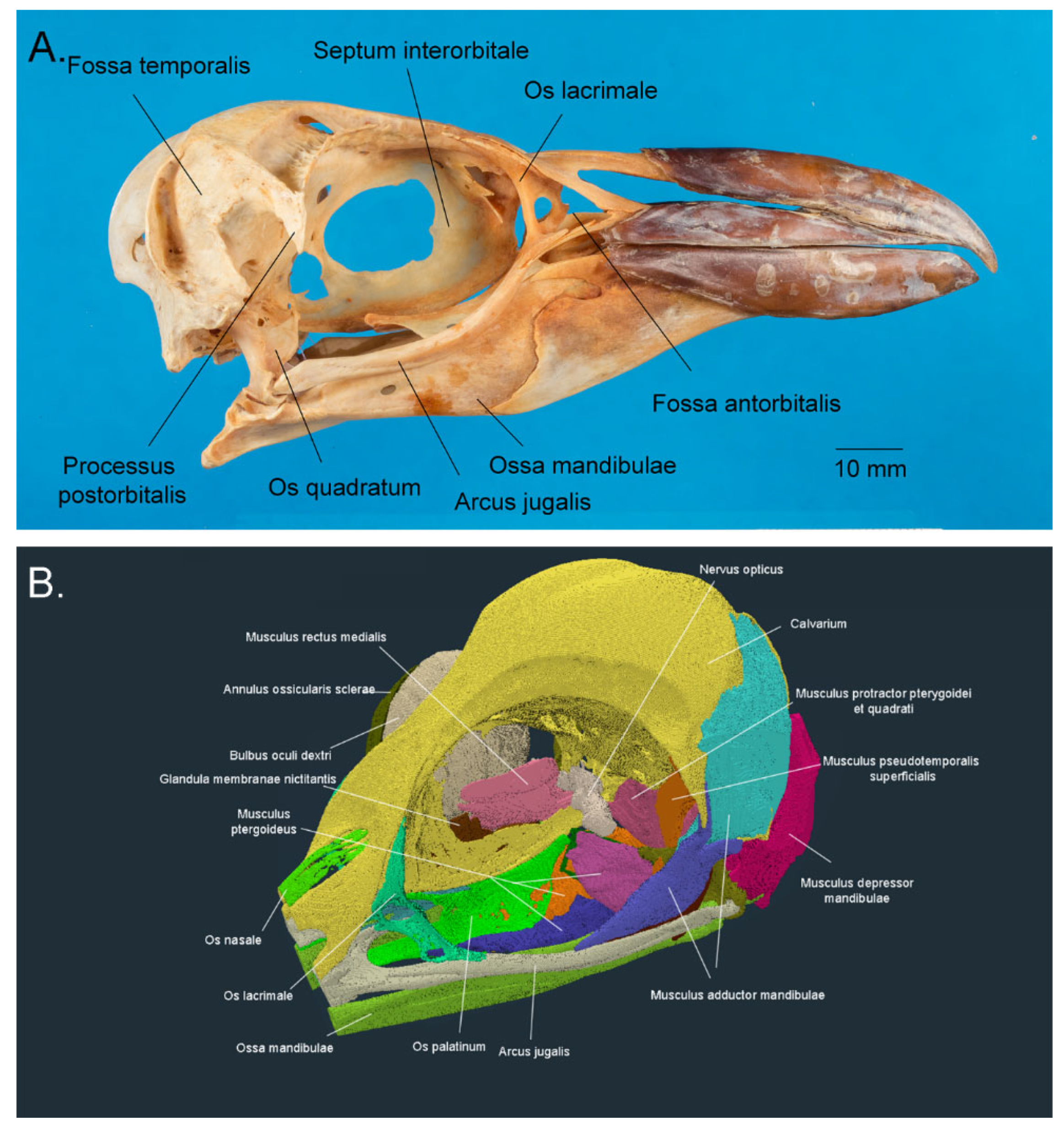 Vision 07 00006 g003