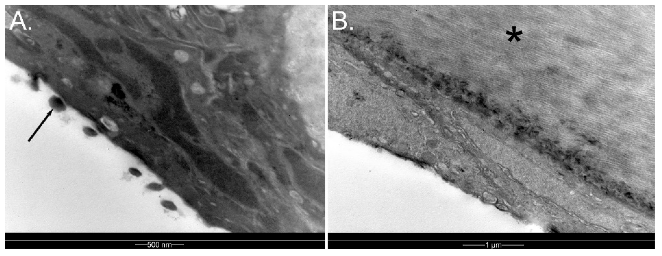 Vision 07 00006 g004