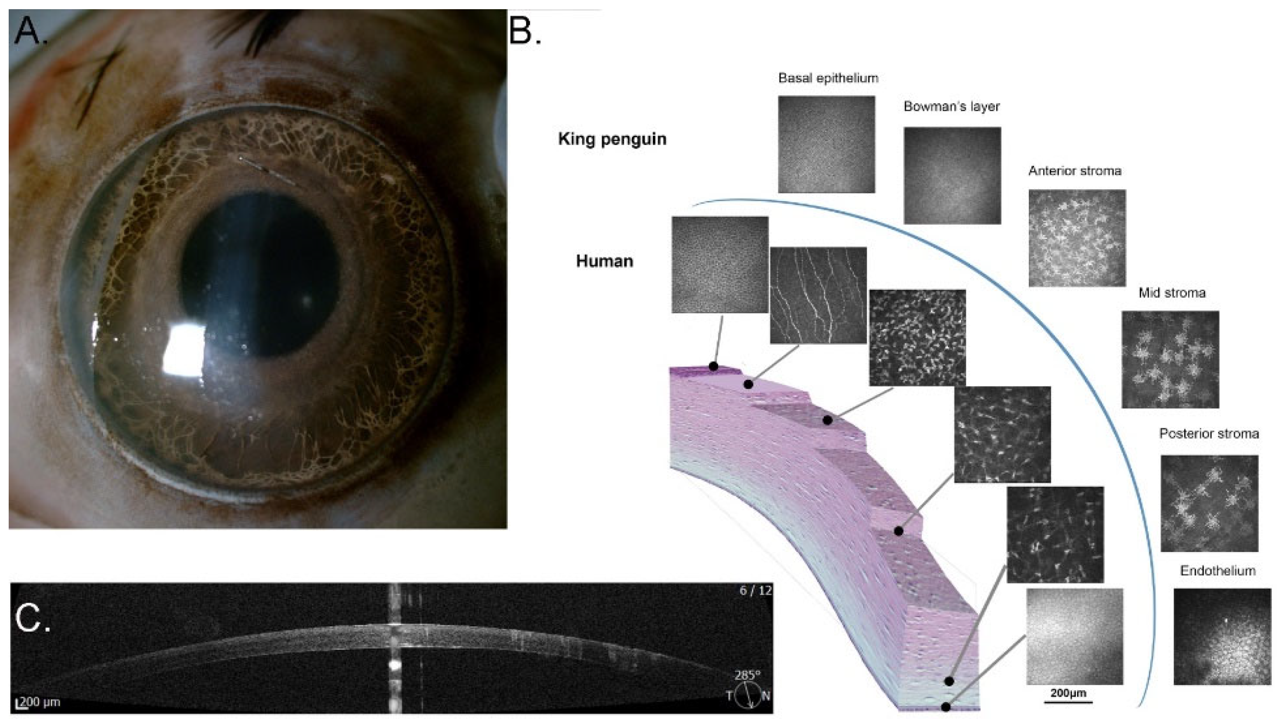 Vision 07 00006 g006