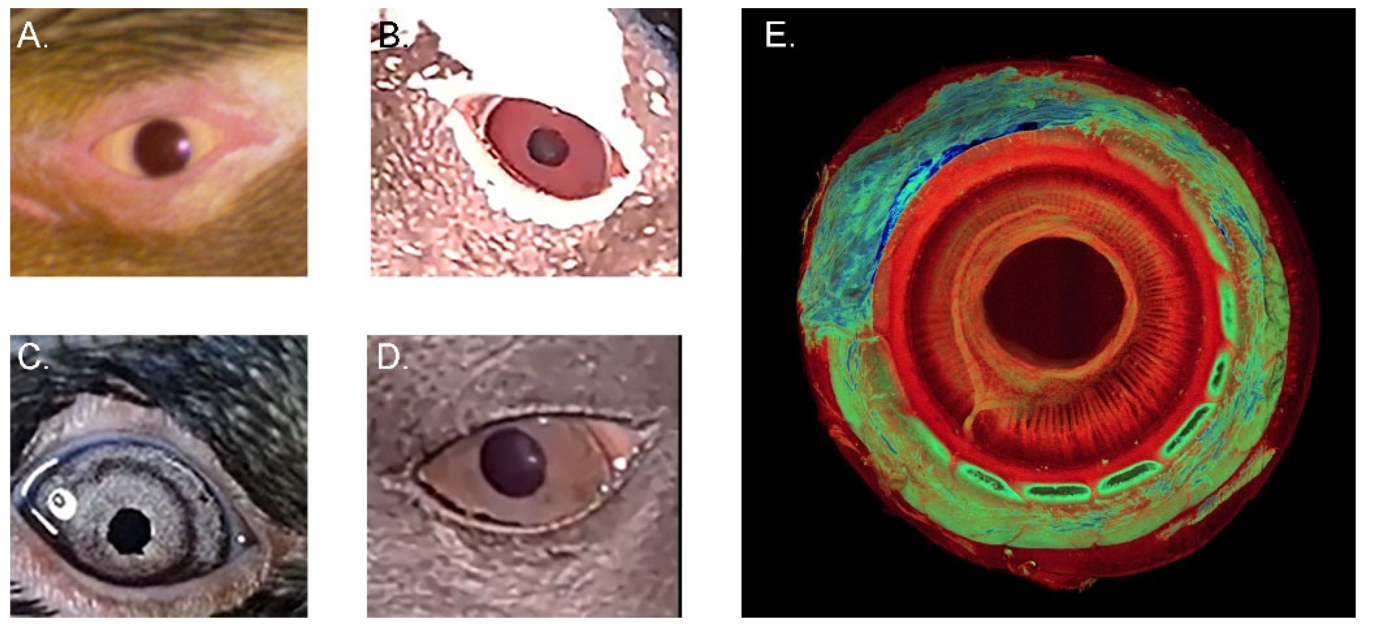 Vision 07 00006 g007