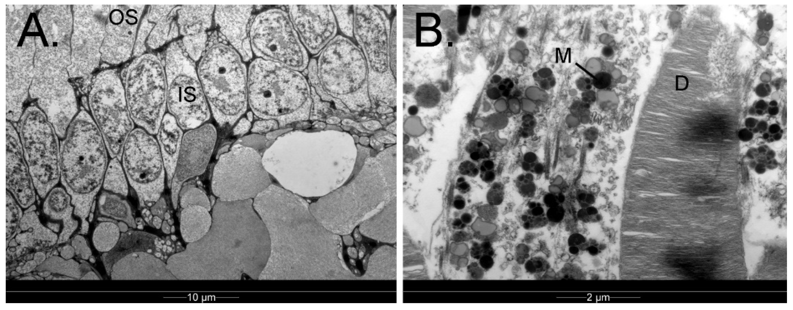 Vision 07 00006 g009