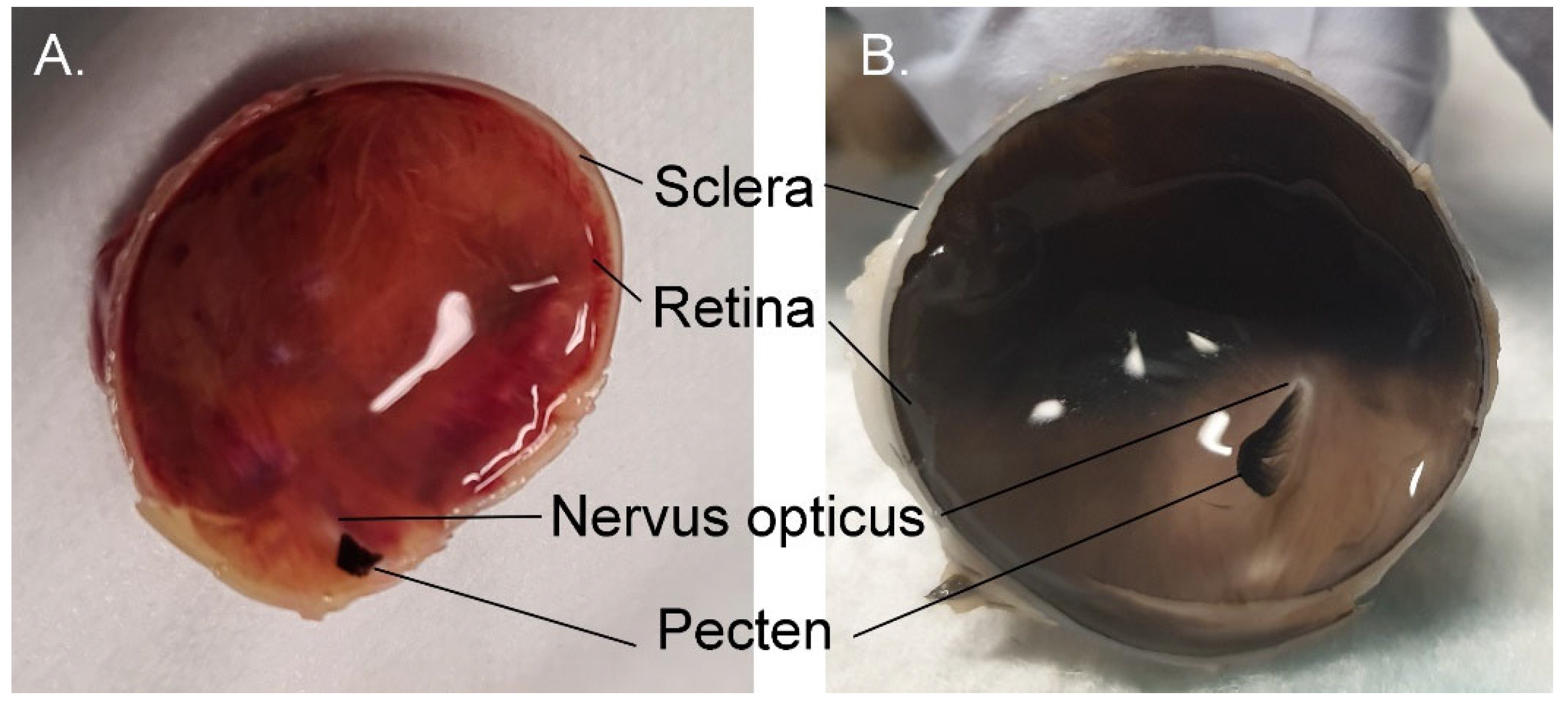 Vision 07 00006 g010