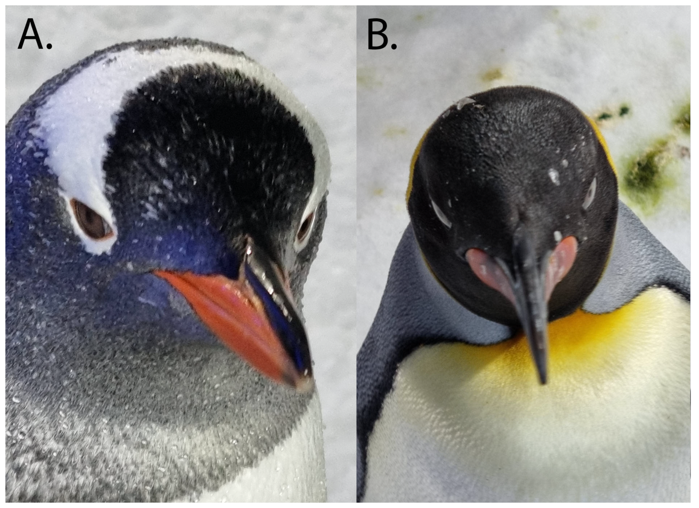 Vision 07 00006 g011