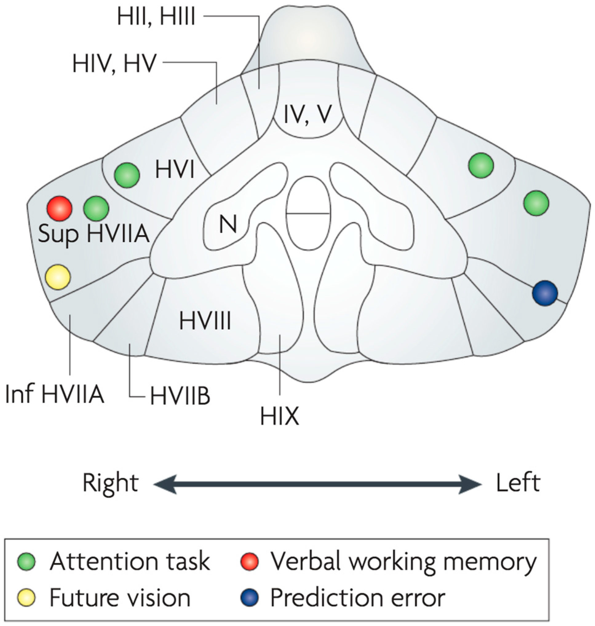 Vision 07 00012 g003