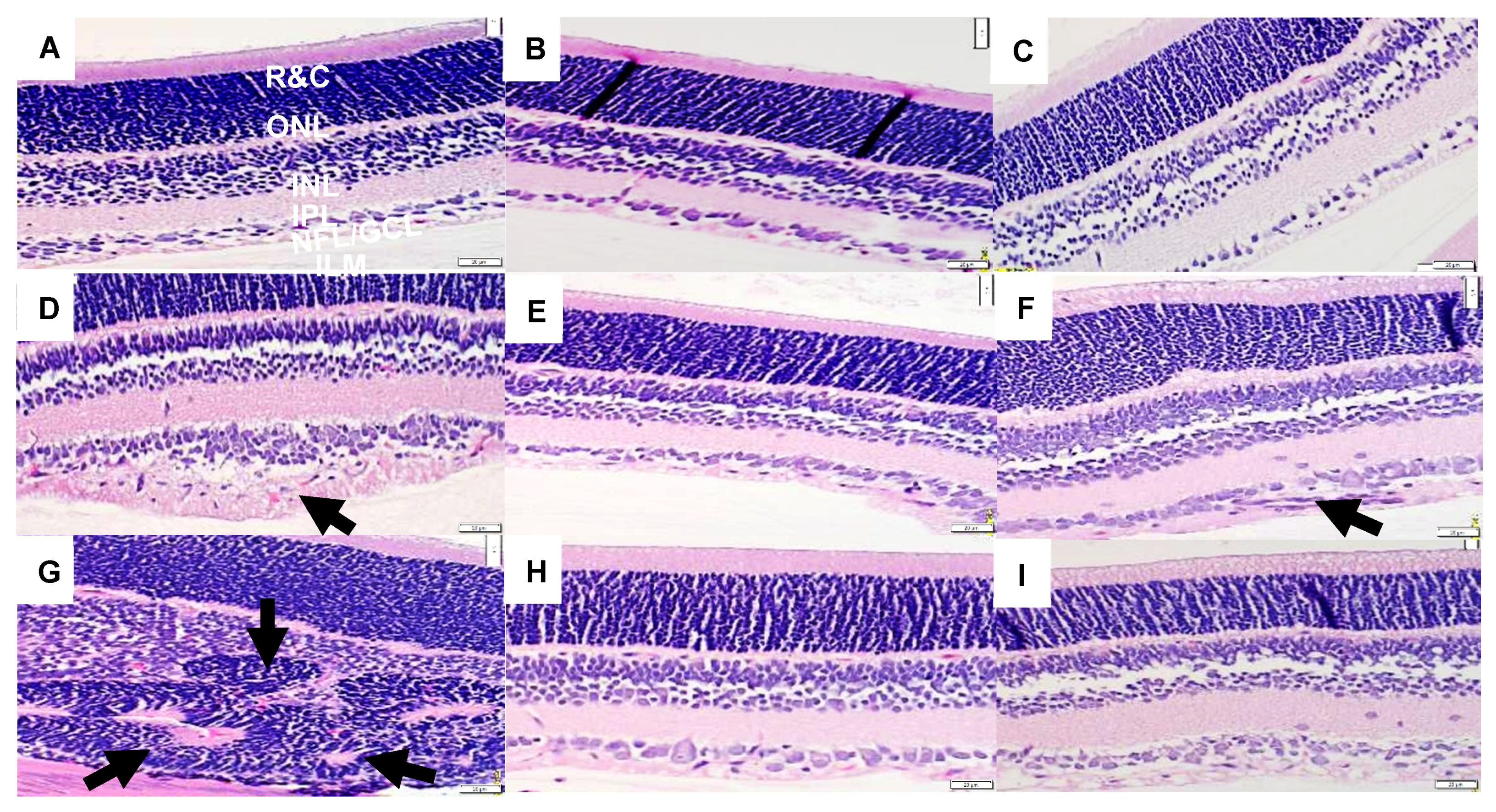 Vision 07 00020 g001