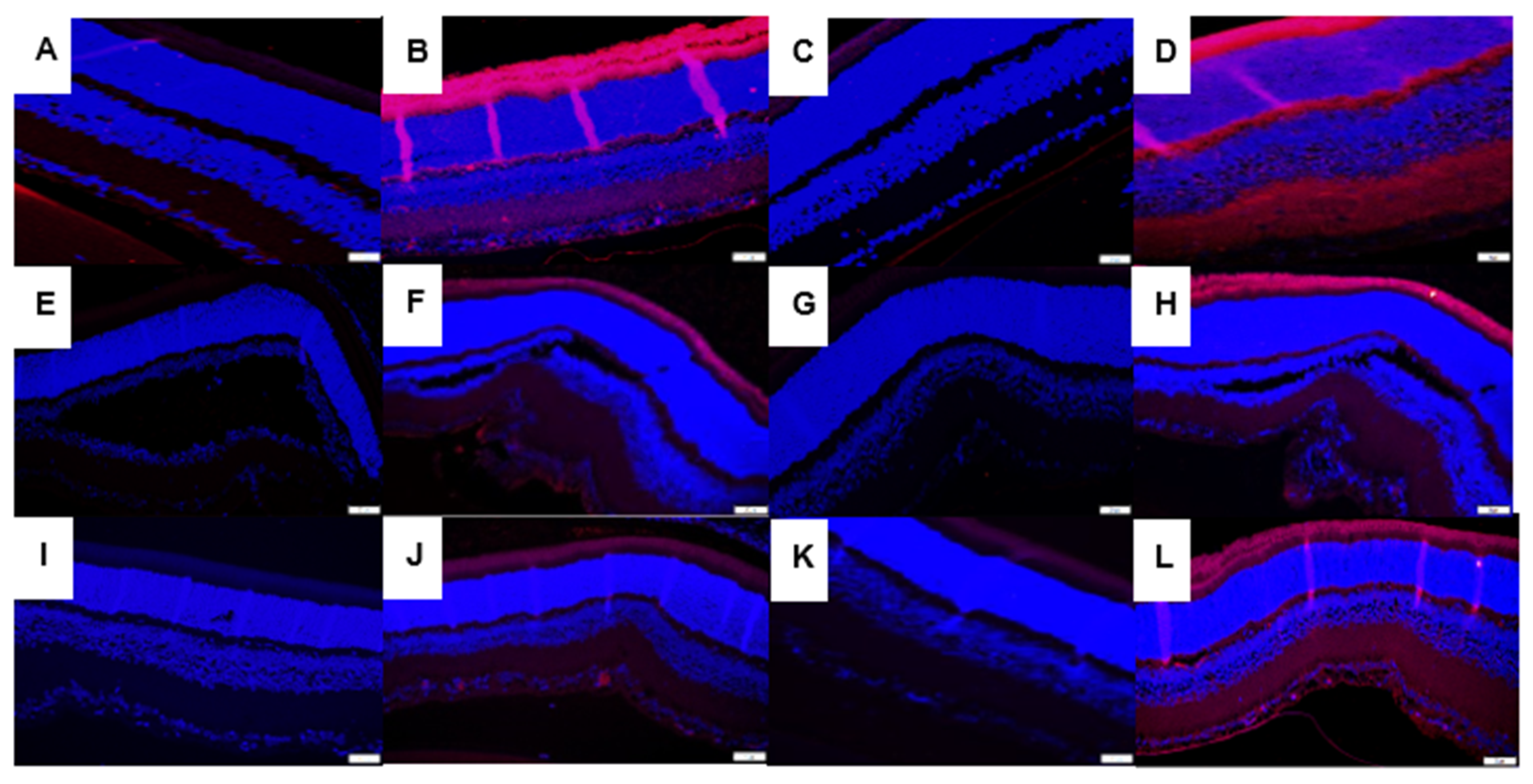 Vision 07 00020 g007