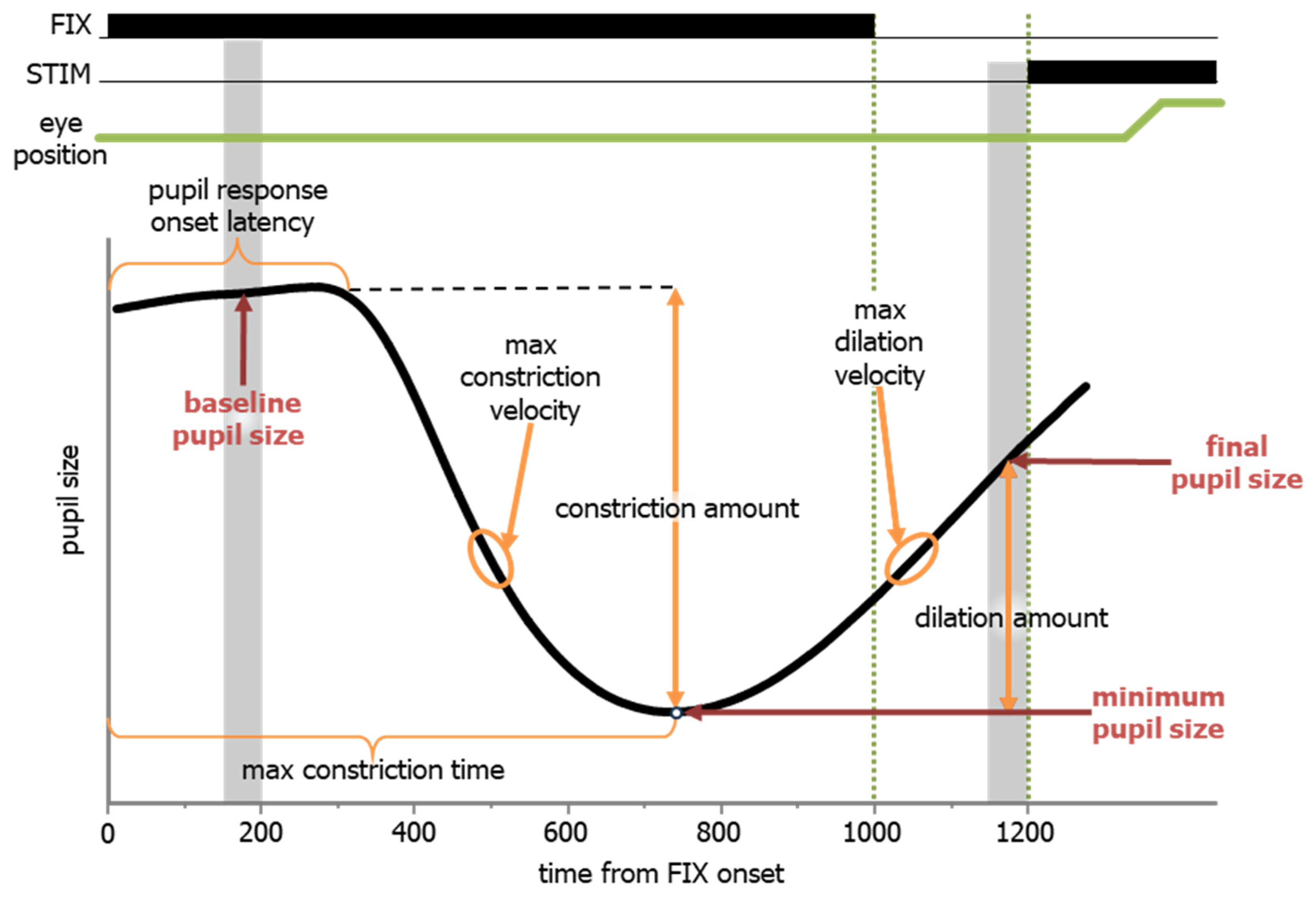 Vision 08 00014 g008