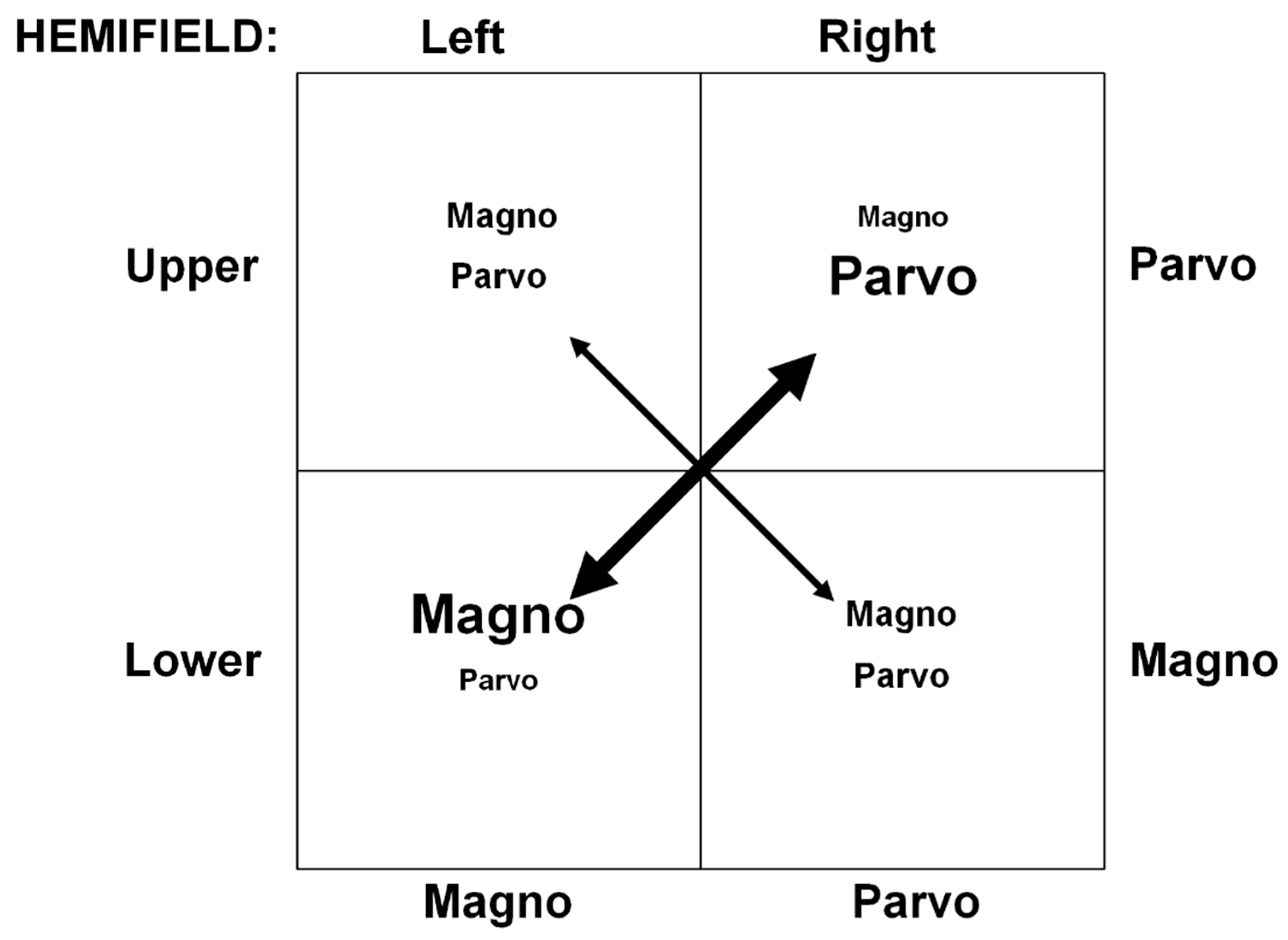 Vision 08 00028 g001