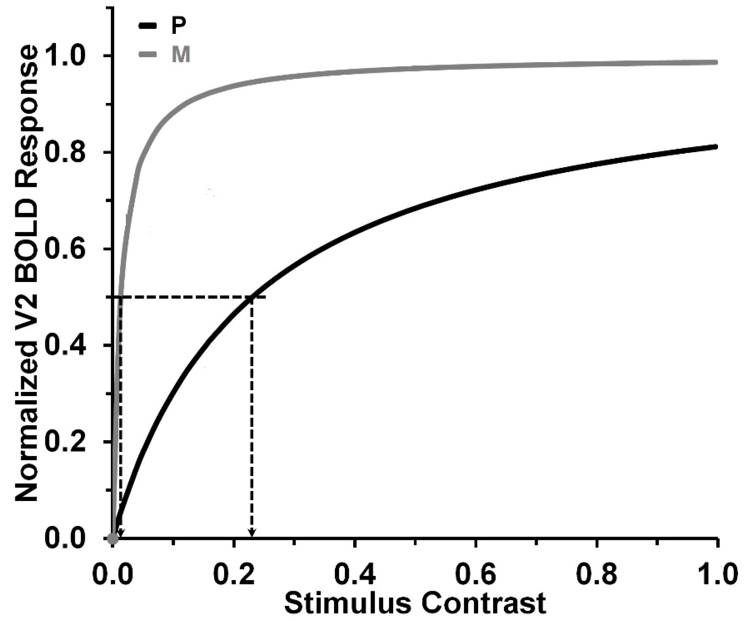 Vision 08 00028 g002