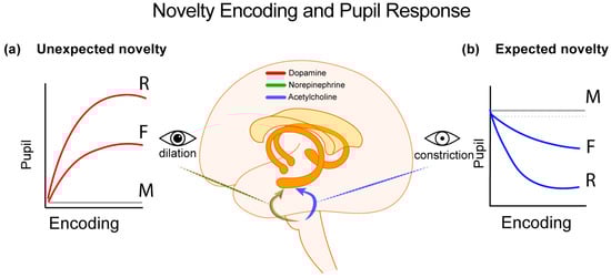 Vision 08 00037 g001