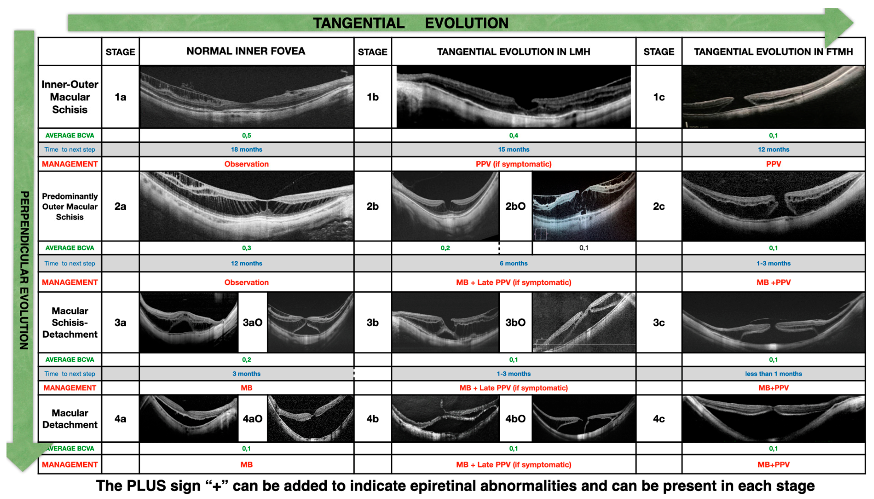 Vision 08 00042 g001