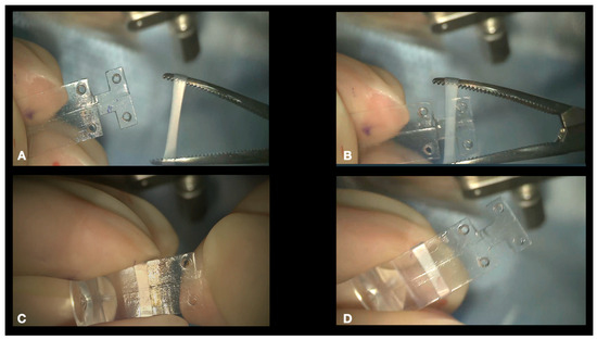 Vision 08 00042 g005