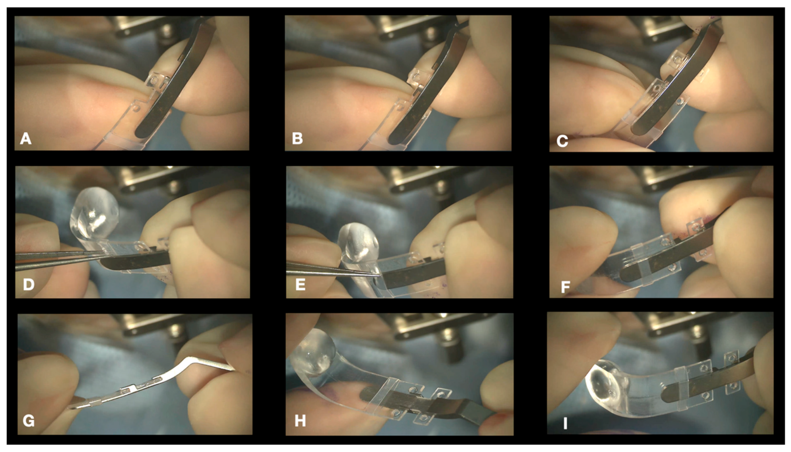 Vision 08 00042 g006