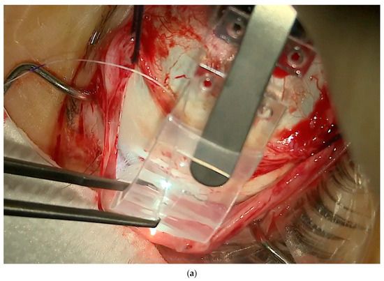 Vision 08 00042 g008a