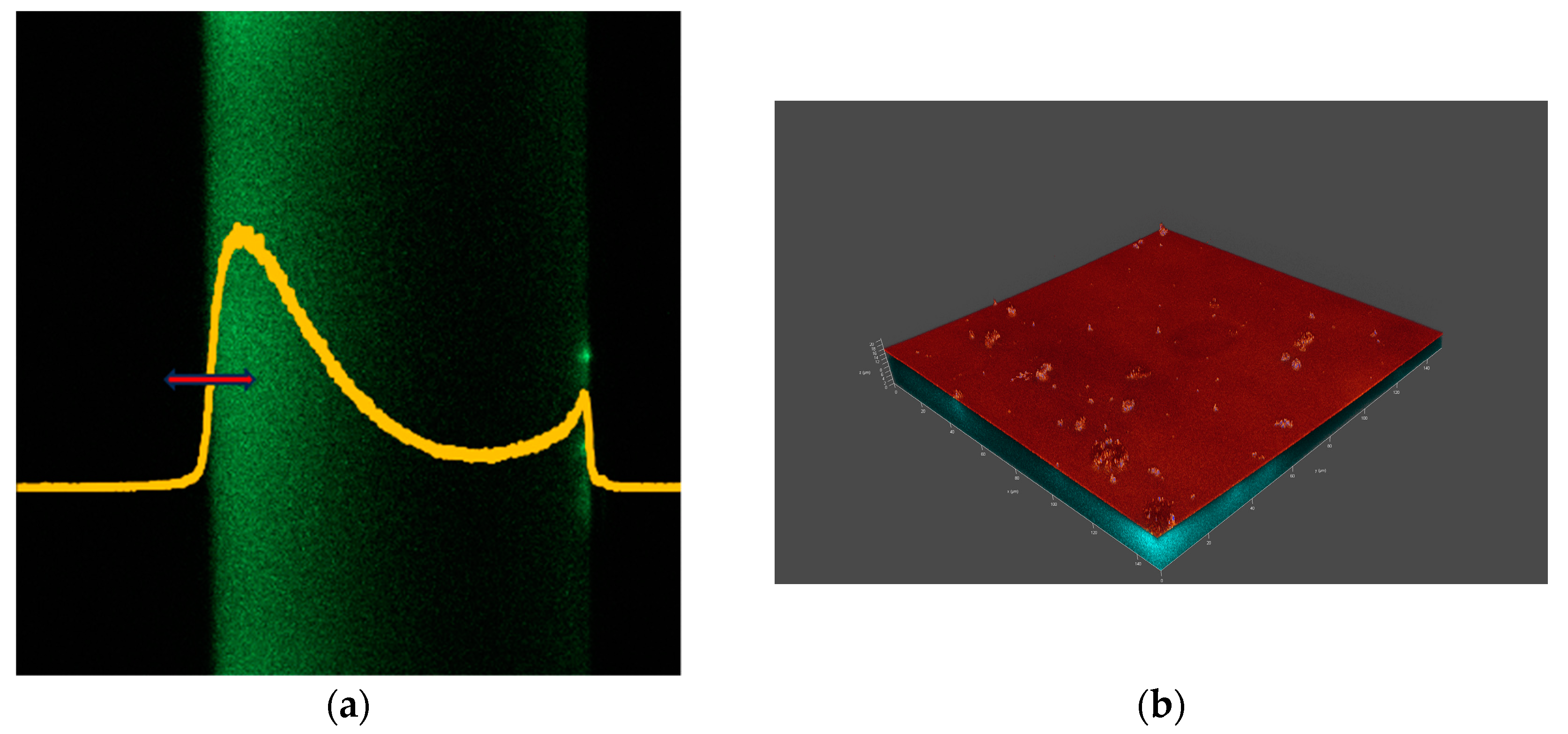 Vision 08 00055 g002