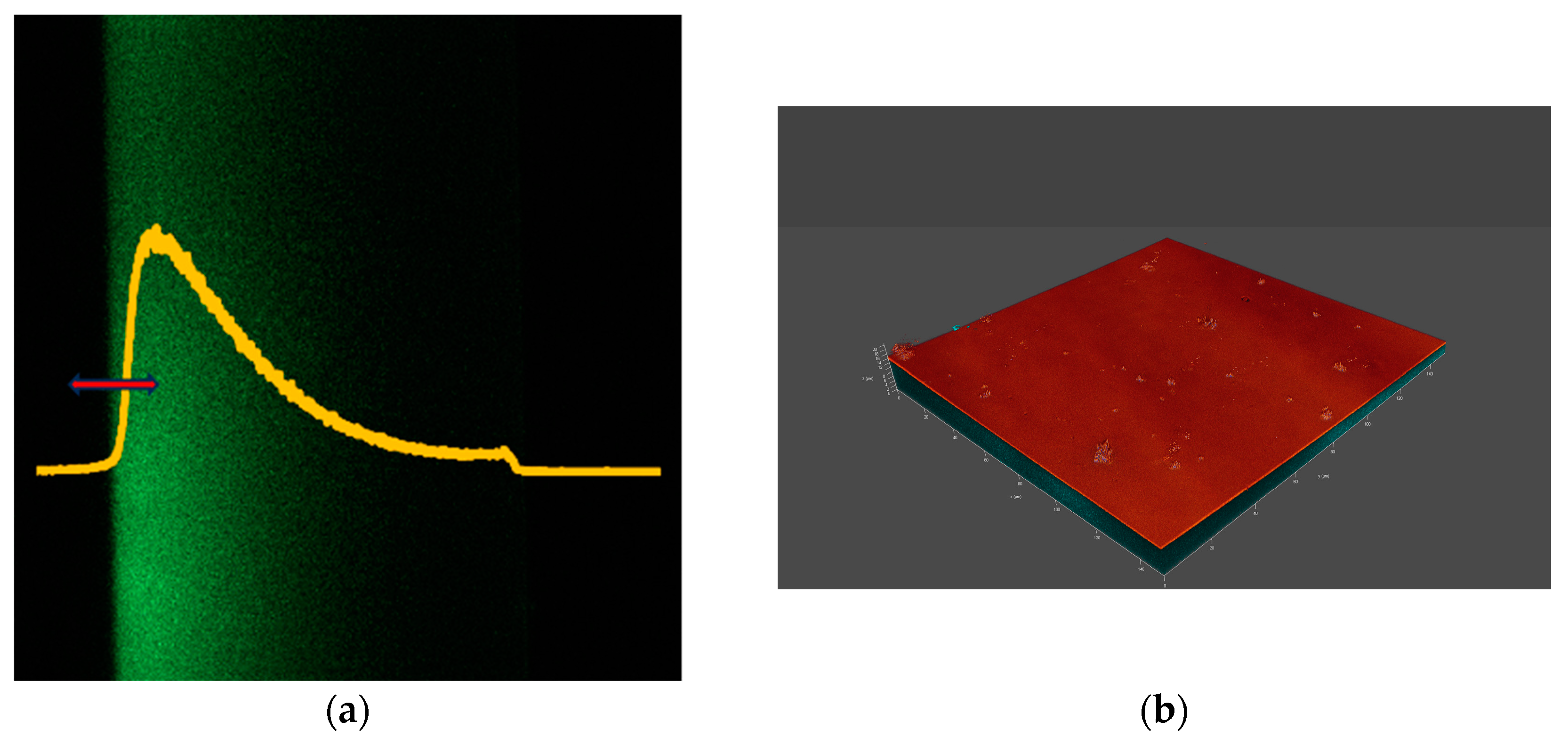 Vision 08 00055 g003