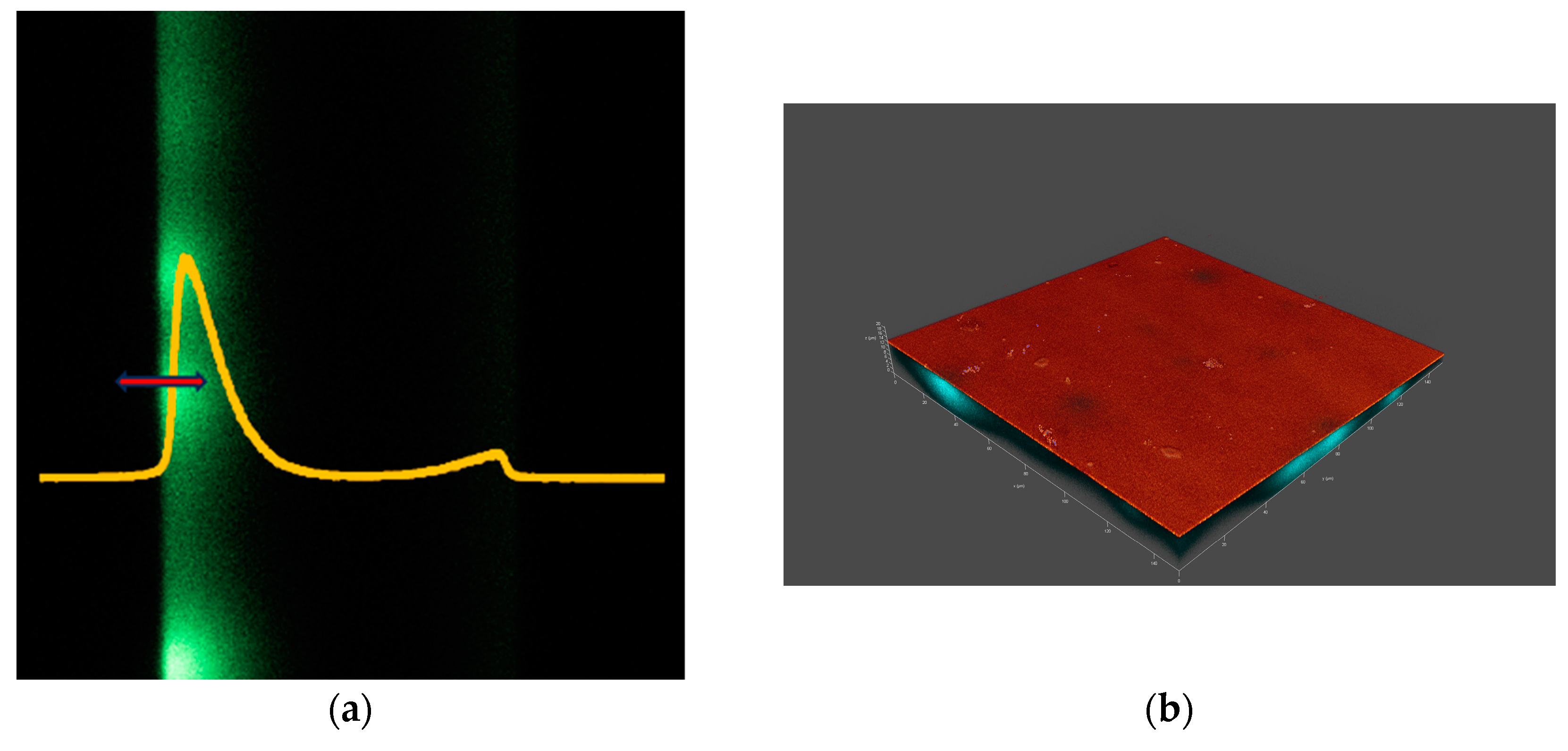 Vision 08 00055 g005