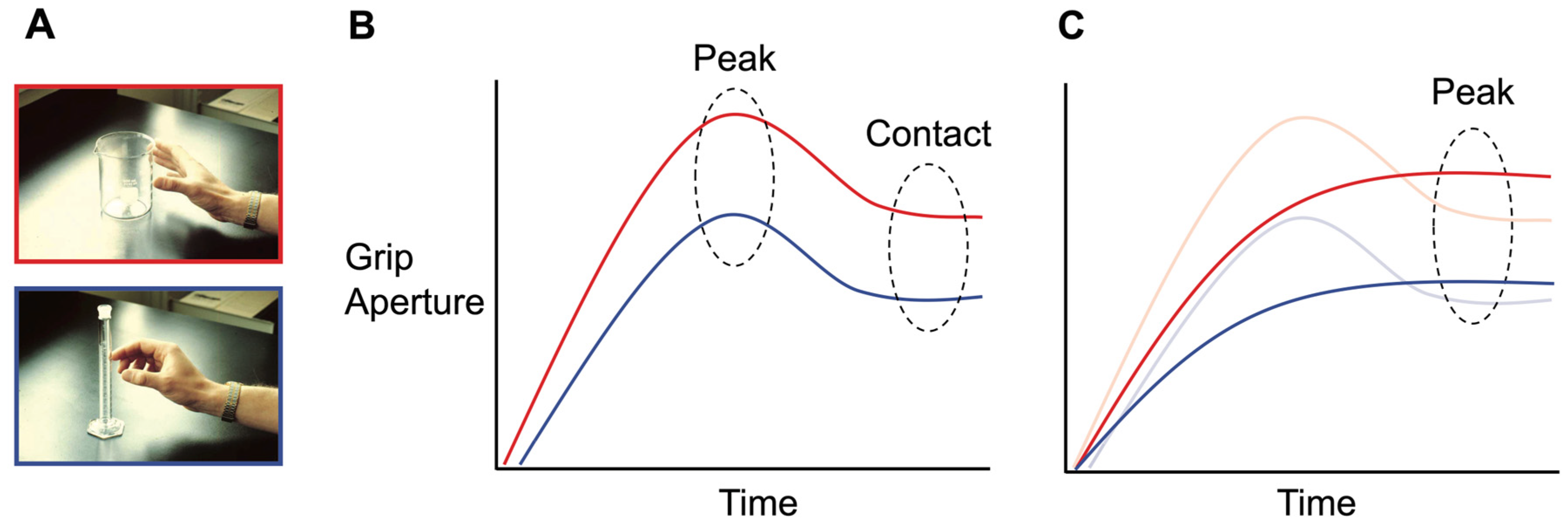 Vision 08 00058 g001