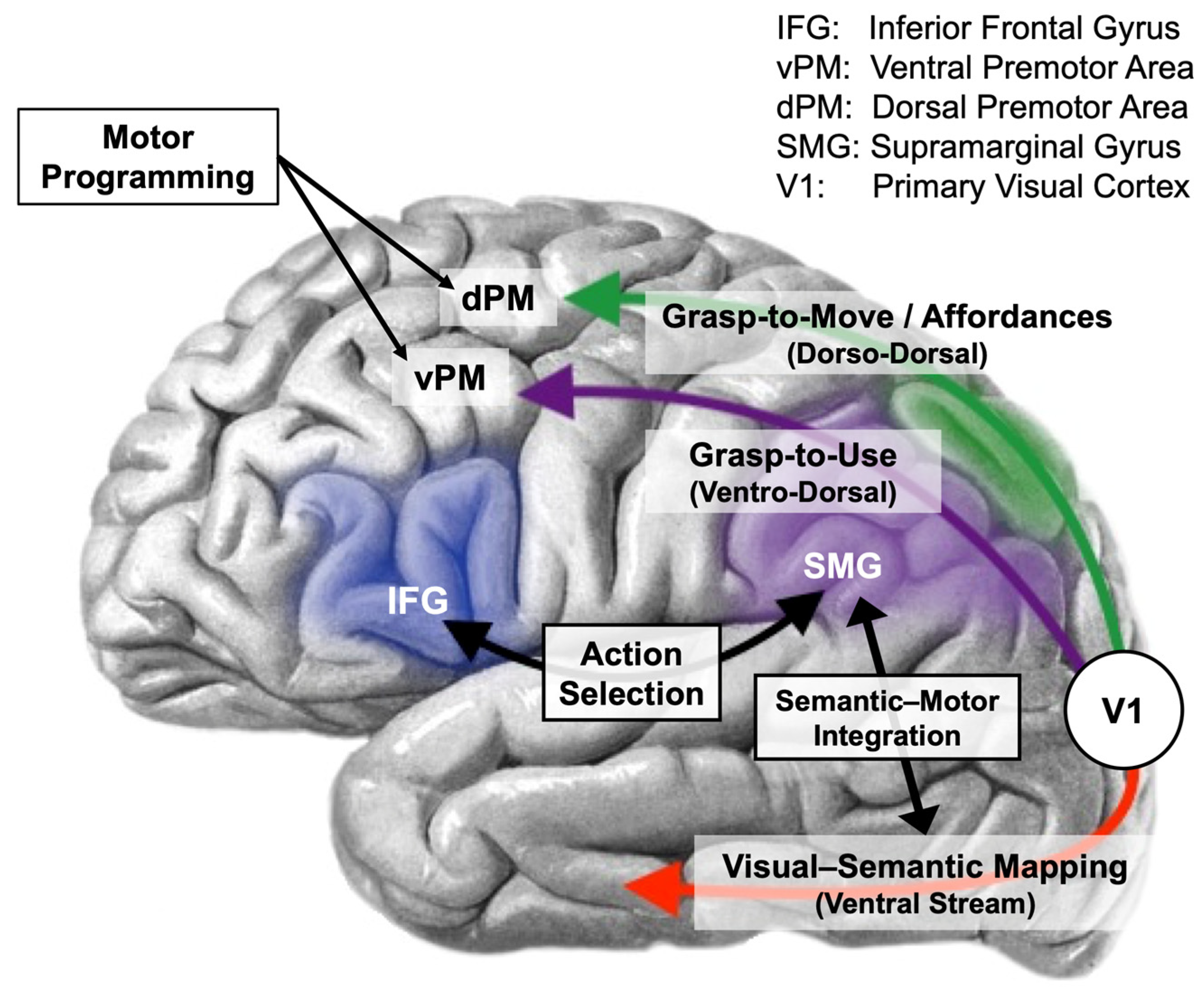 Vision 08 00058 g003
