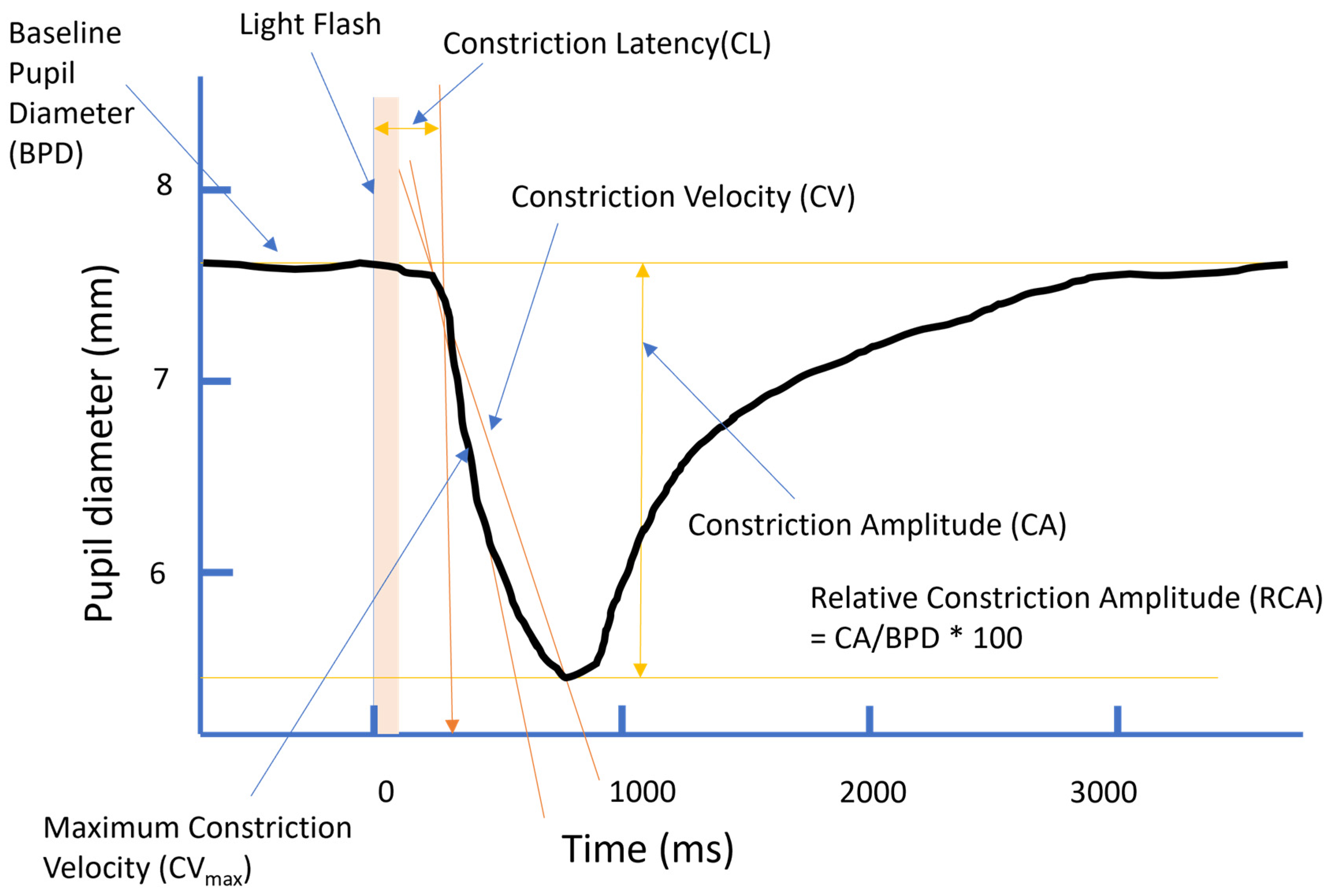 Vision 08 00060 g001