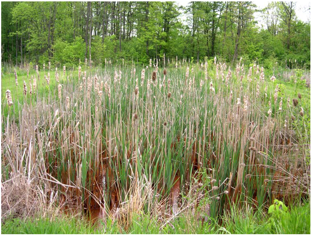 Water 02 00530 g003 1024