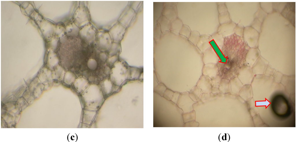 Water 07 00329 g004b 1024