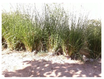 Water 10 00064 i001 Water 10 00064 i001