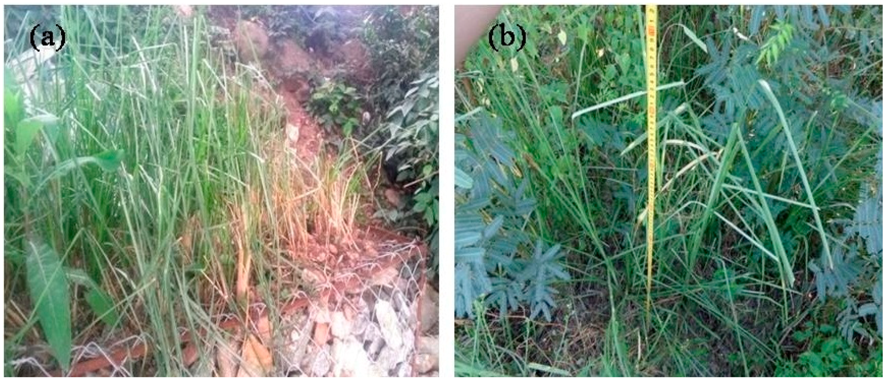 Water 10 00636 g008 Water 10 00636 g008