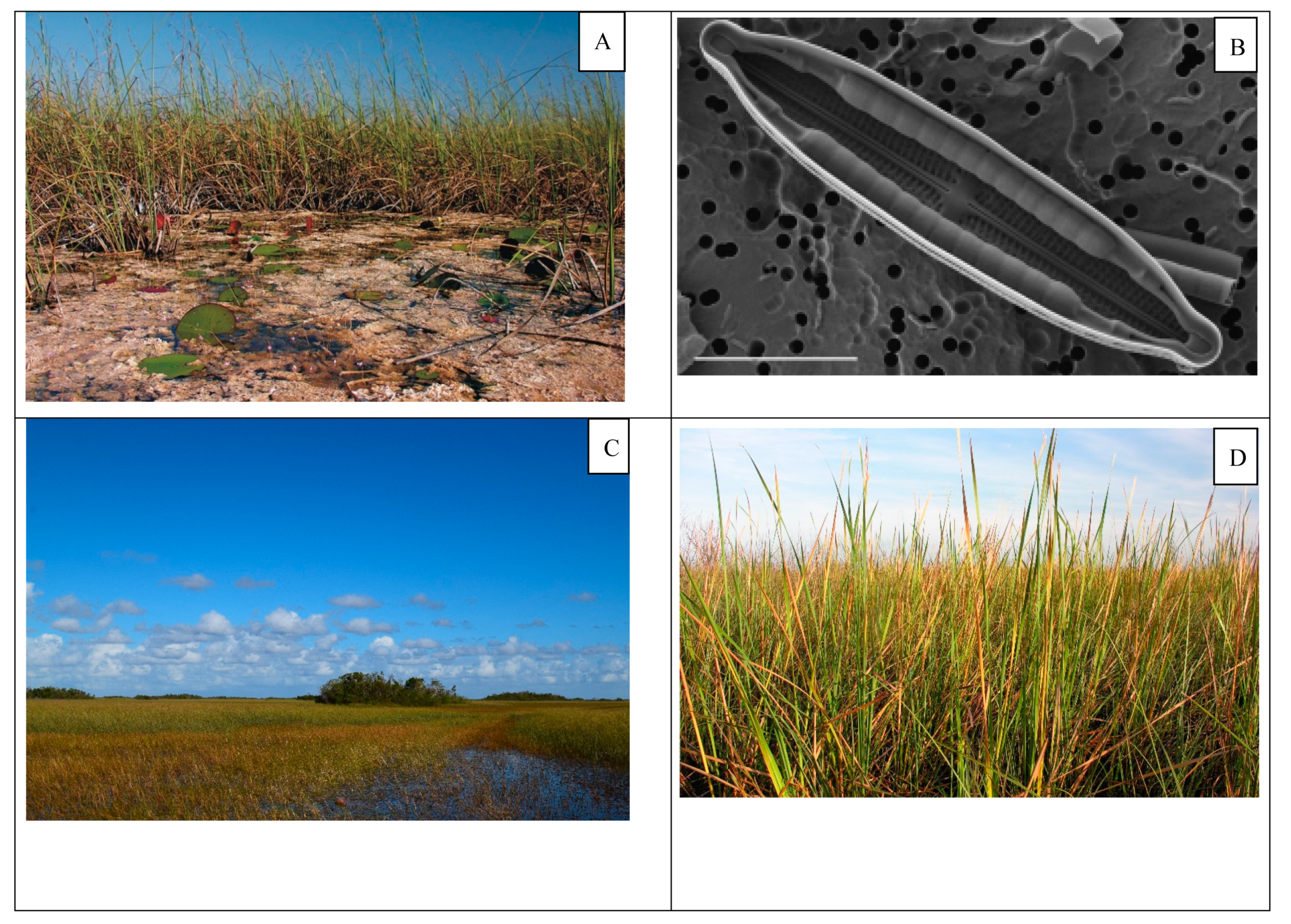 Water 11 00265 g001a