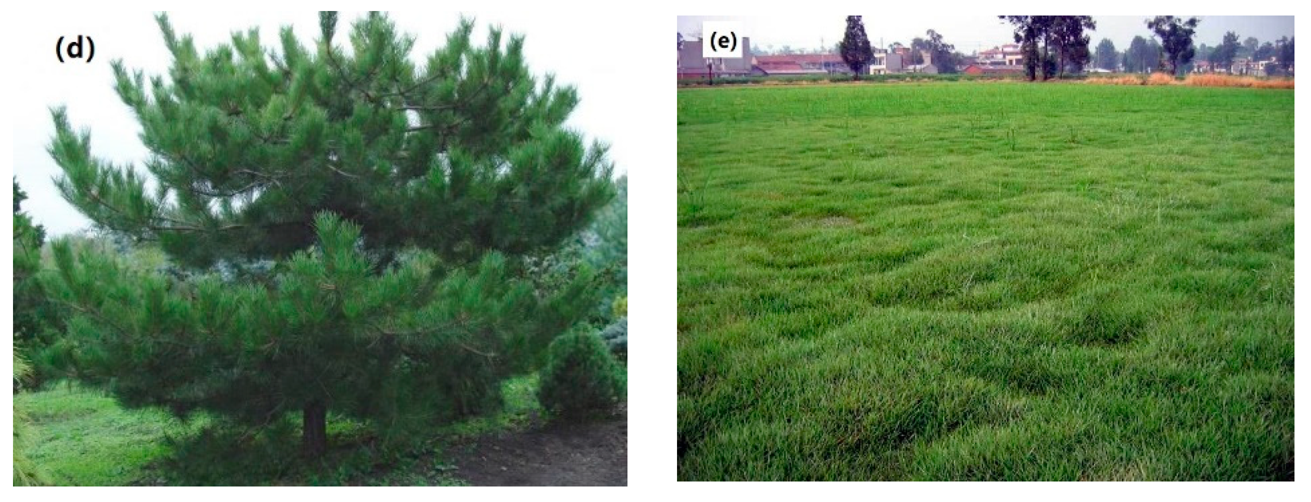 Water 11 00975 g002b