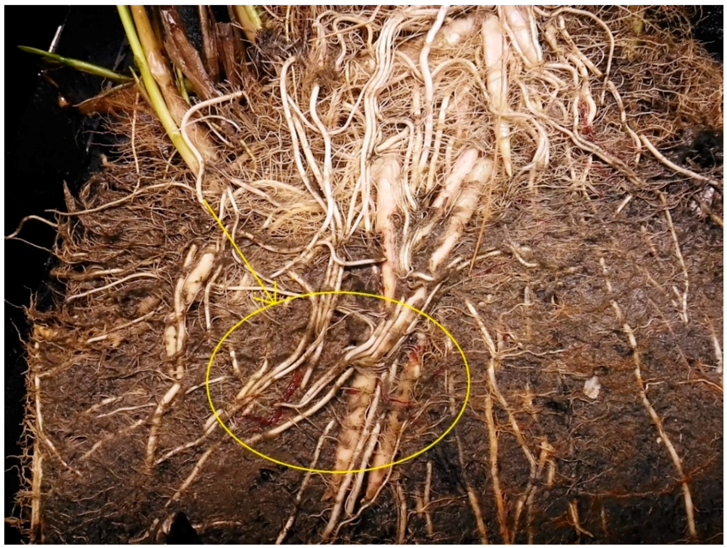 Water 11 01810 g005b Water 11 01810 g005b