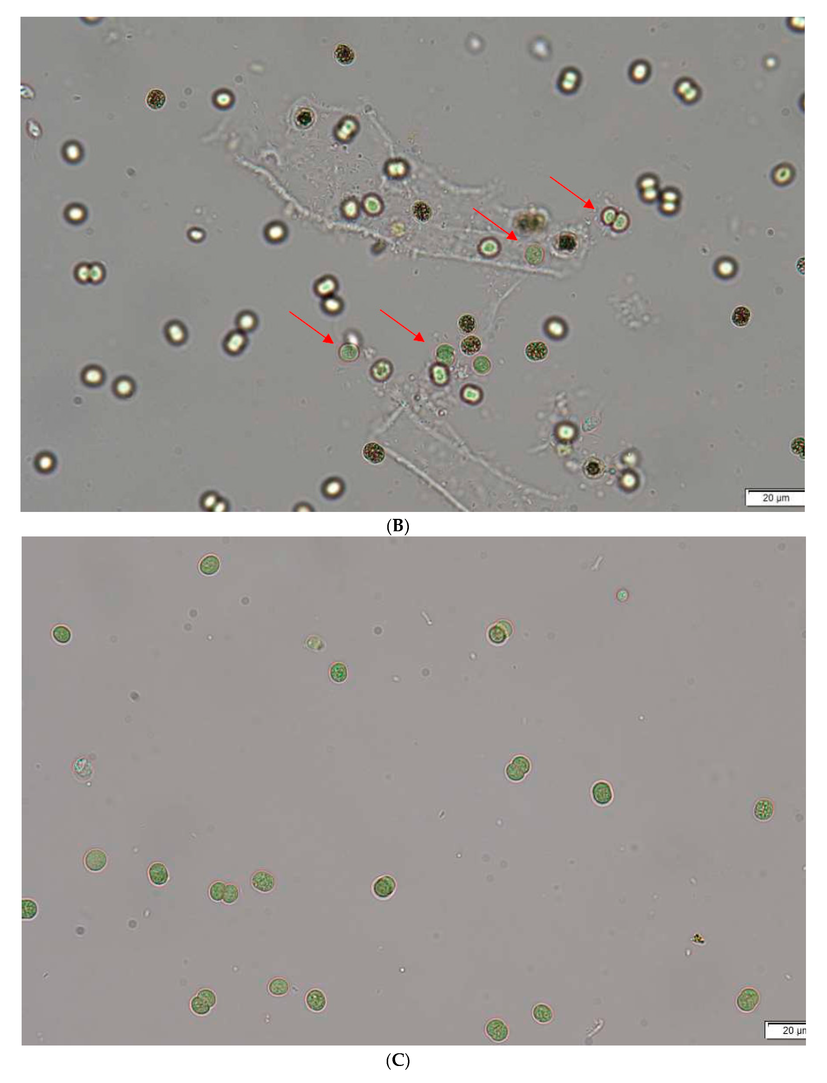 Water 12 00008 g012b