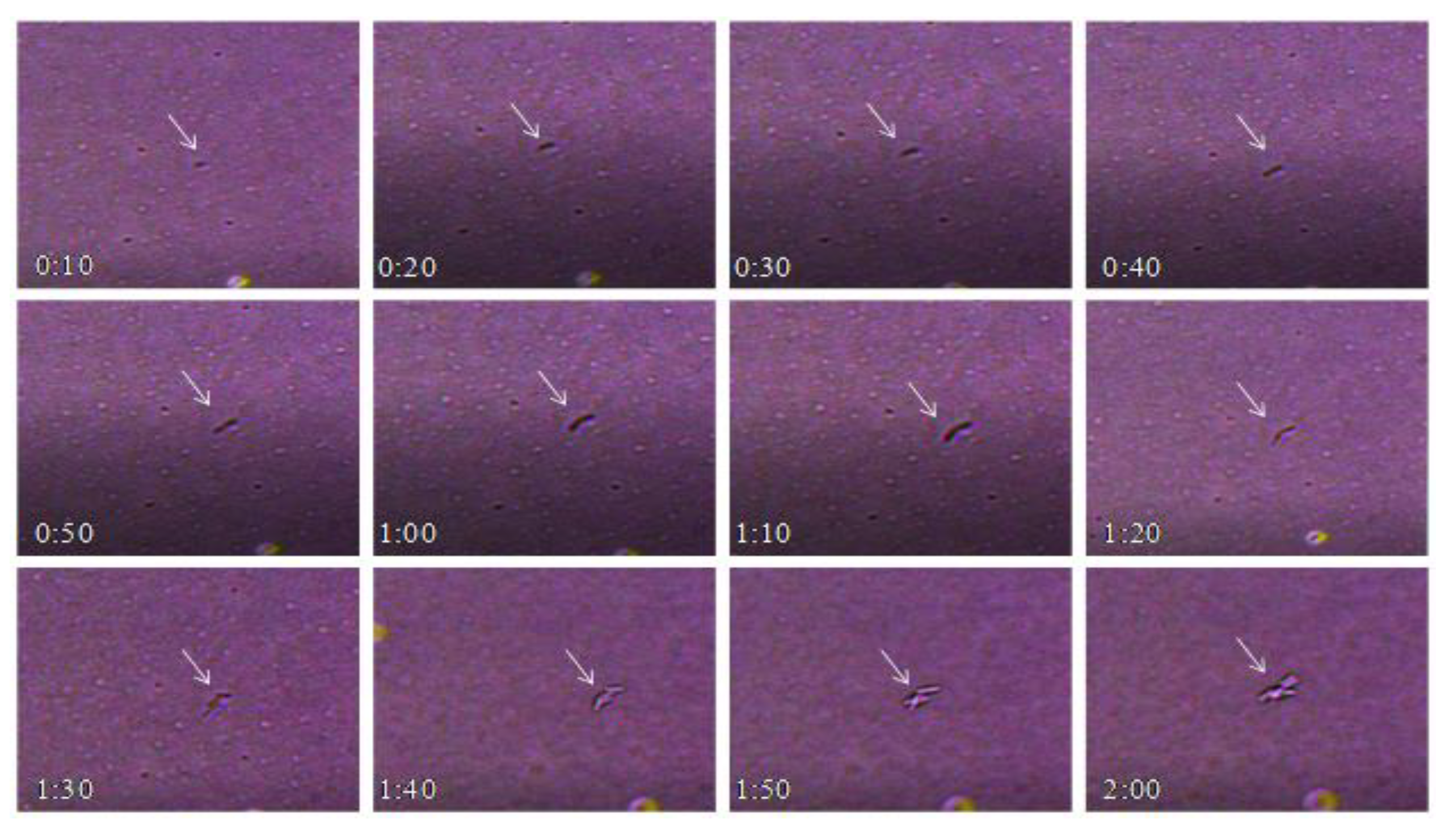 Water 12 00015 g002a