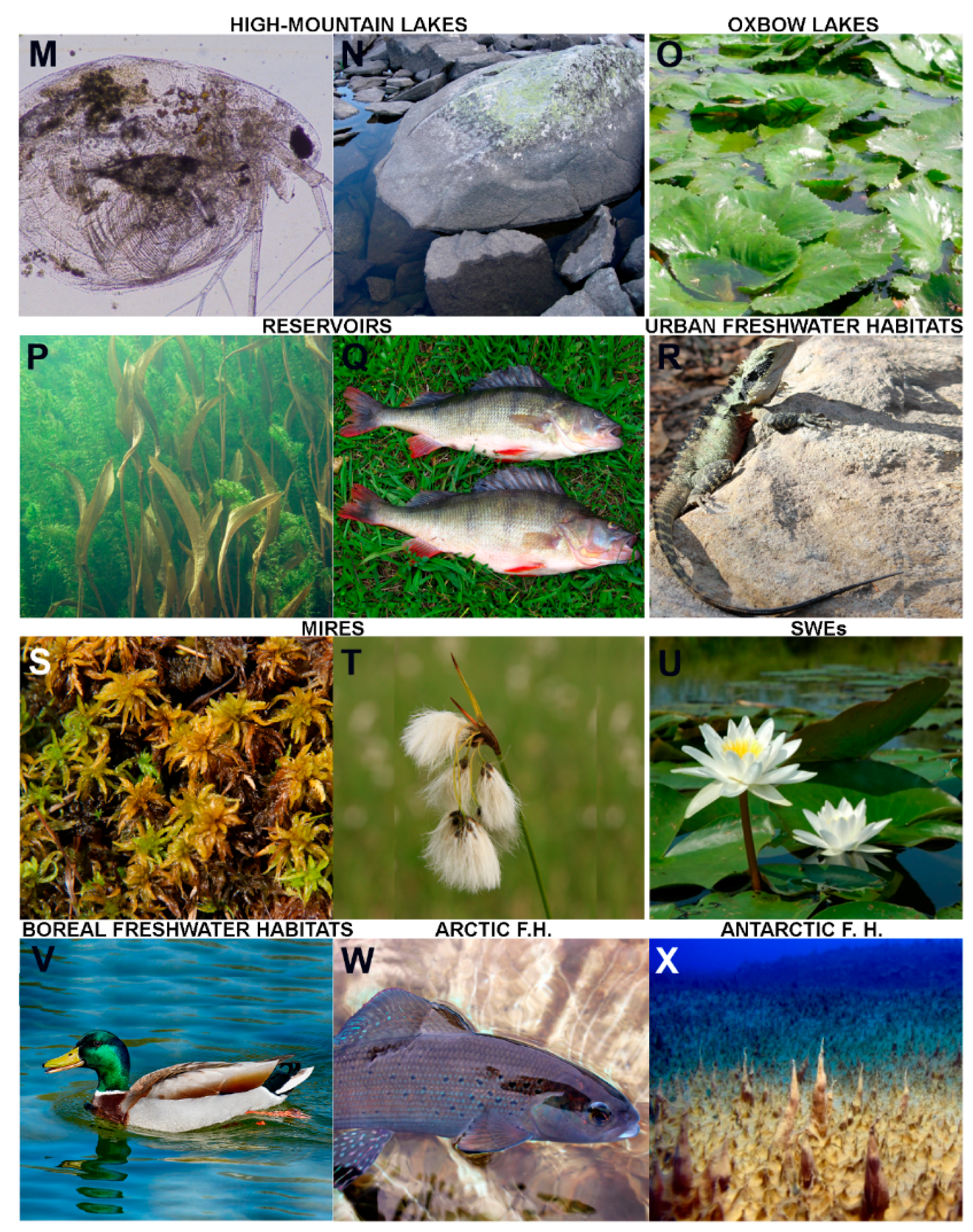 Water 12 00260 g002b