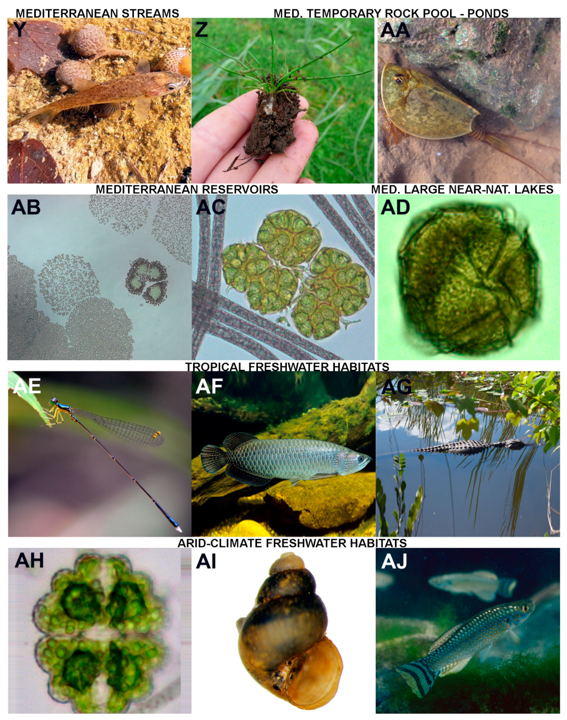 Water 12 00260 g002c