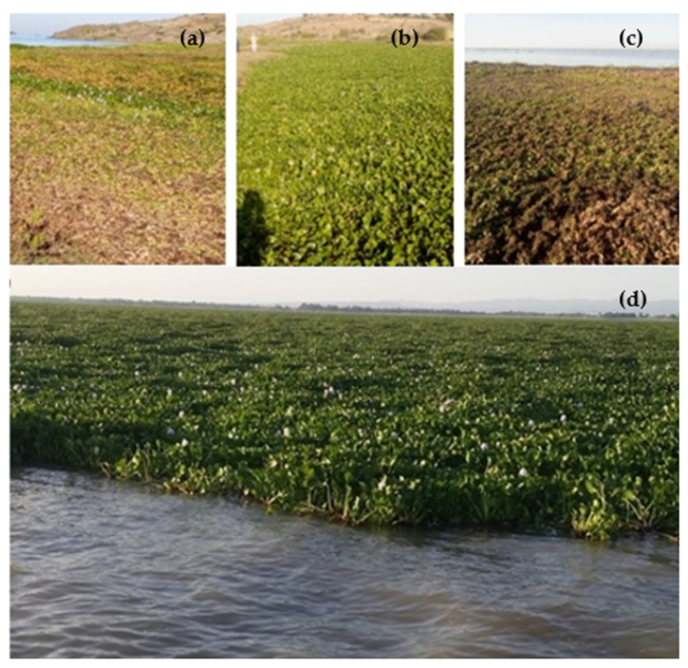 Water 12 01435 g002 Water 12 01435 g002