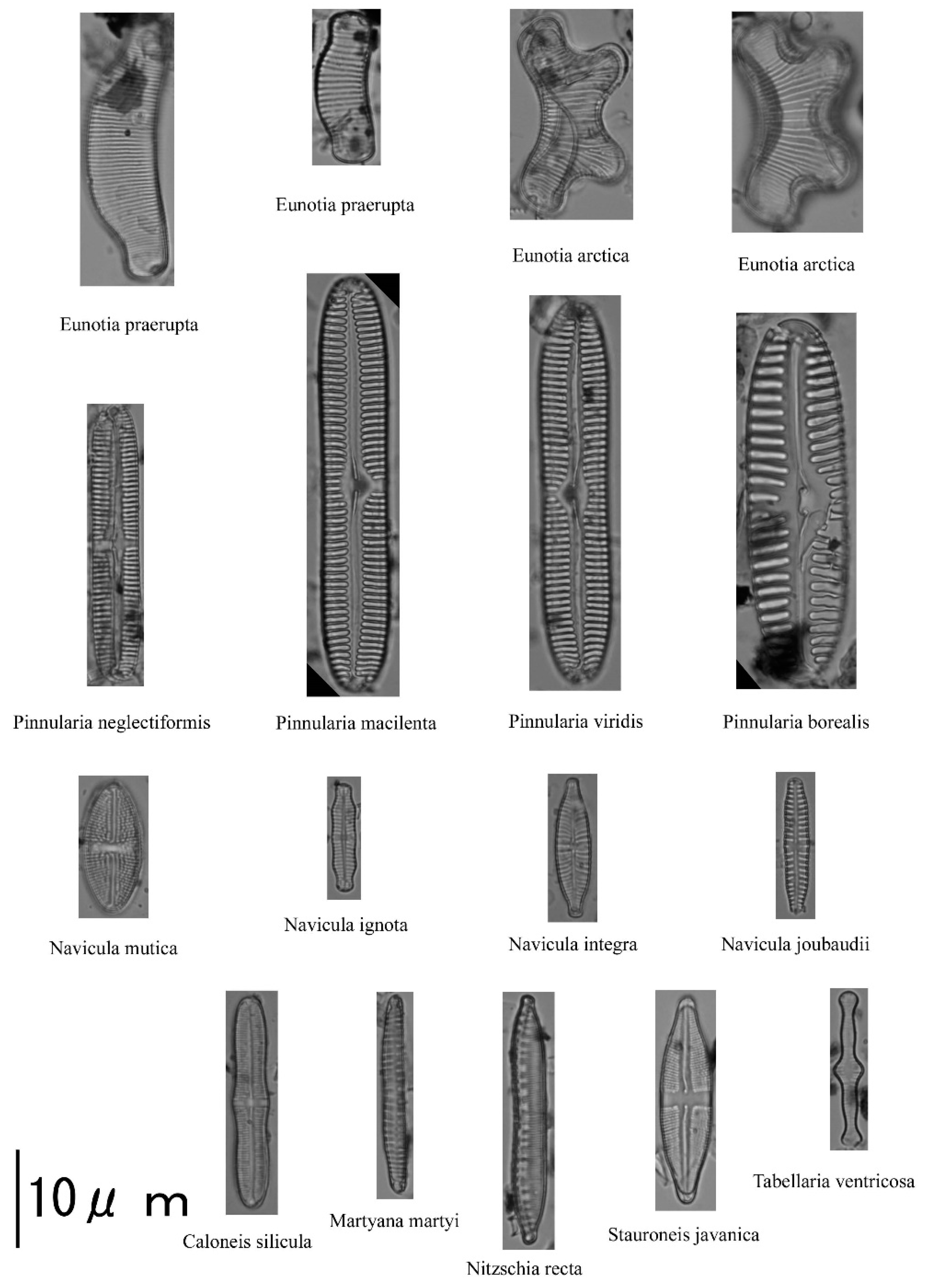 Water 13 00562 g005 Water 13 00562 g005